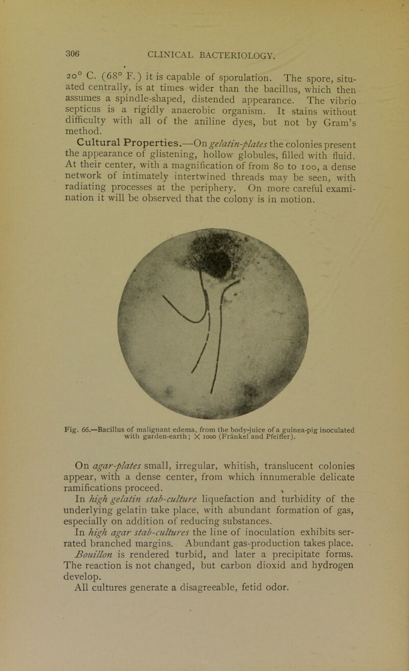 2o° C. (68° F.) it is capable of sporulation. The spore, situ- ated centrally, is at times wider than the bacillus, which then assumes a spindle-shaped, distended appearance. The vibrio septicus is a rigidly anaerobic organism. It stains without difficulty with all of the aniline dyes, but not by Gram’s method. Cultural Properties.—On gelatin-plates the colonies present the appearance of glistening, hollow globules, filled with fluid. At their center, with a magnification of from 8o to ioo, a dense network of intimately intertwined threads may be seen, with radiating processes at the periphery. On more careful exami- nation it will be observed that the colony is in motion. Fig. 66.—Bacillus of malignant edema, from the body-juice of a guinea-pig inoculated with garden-earth; X iooo (Frankel and Pfeiffer). On agar-plates small, irregular, whitish, translucent colonies appear, with a dense center, from which innumerable delicate ramifications proceed. , In high gelatin stab-culture liquefaction and turbidity of the underlying gelatin take place, with abundant formation of gas, especially on addition of reducing substances. In high agar stab-cultures the line of inoculation exhibits ser- rated branched margins. Abundant gas-production takes place. Bouillon is rendered turbid, and later a precipitate forms. The reaction is not changed, but carbon dioxid and hydrogen develop. All cultures generate a disagreeable, fetid odor.