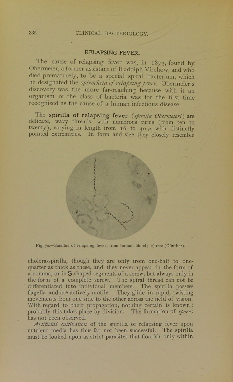 RELAPSING FEVER. The cause of relapsing fever was, in 1873, found by Obermeier, a former assistant of Rudolph Virchow, and who died prematurely, to be a special spiral bacterium, which he designated the spirocheta of relapsing fever. Obermeier’s discovery was the more far-reaching because with it an organism of the class of bacteria was for the first time recognized as the cause of a human infectious disease. I he spirilla of relapsing fever (spirilla Obermeieri) are delicate, wavy threads, with numerous turns (from ten to twenty), varying in length from 16 to 40 /i, with distinctly pointed extremities. In form and size they closely resemble Fig. 70.—Bacillus of relapsing fever, from human blood; X 1000 (Gunther). cholera-spirilla, though they are only from one-half to one- quarter as thick as these, and they never appear in the form of a comma, or in S-shaped segments of a screw, but always only in the form of a complete screw. The spiral thread can not be differentiated into individual members. The spirilla possess flagella and are actively motile. They glide in rapid, twisting movements from one side to the other across the field of vision. With regard to their propagation, nothing certain is known; probably this takes place by division. The formation of spores has not been observed. Artificial cultivation of the spirilla of relapsing fever upon nutrient media has thus far not been successful. The spirilla must be looked upon as strict parasites that flourish only within