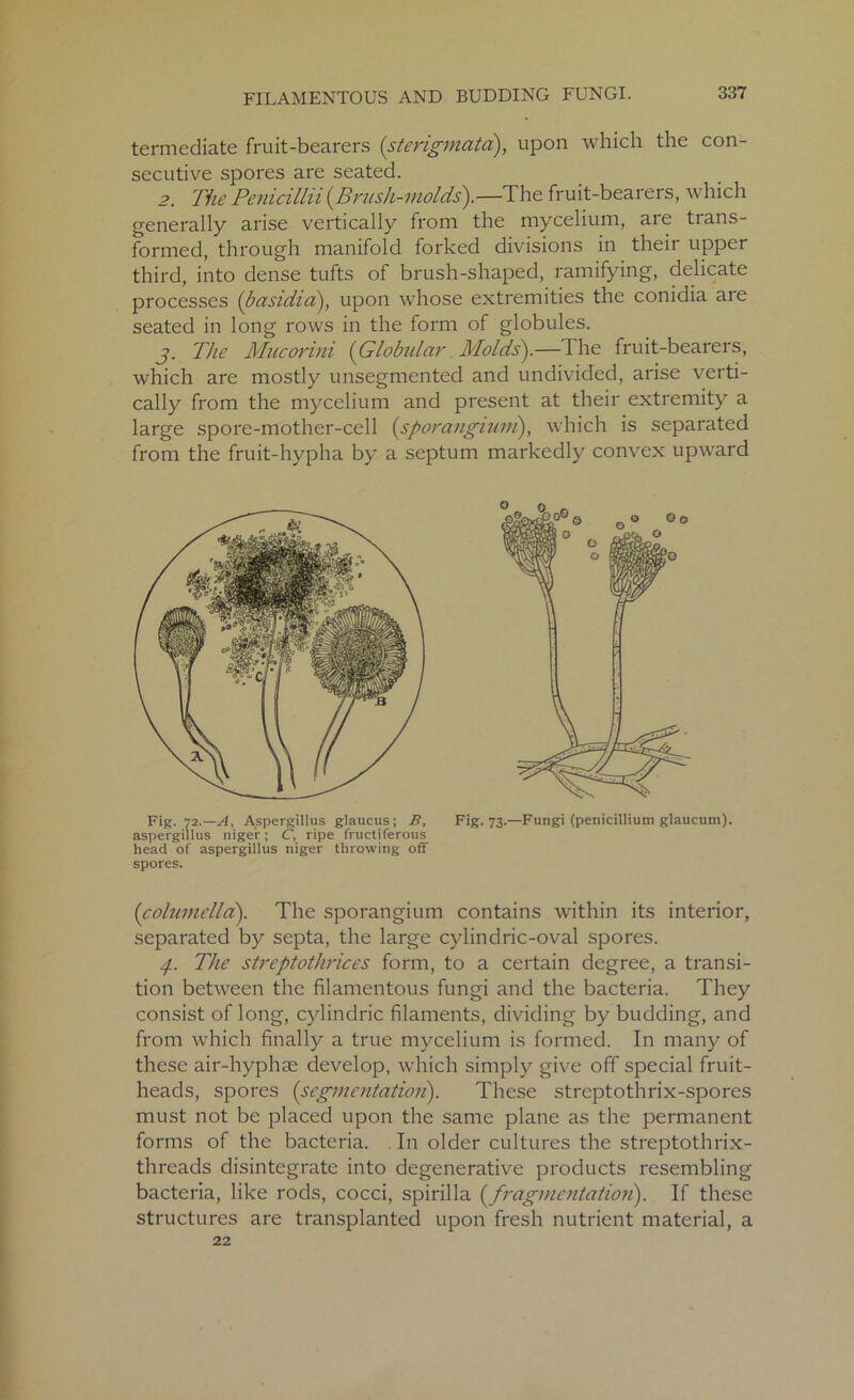 termediate fruit-bearers (sterigmata), upon which the con- secutive spores are seated. 2. The Penicillii {Brush-molds).—The fruit-bearers, which generally arise vertically from the mycelium, are trans- formed, through manifold forked divisions in their upper third, into dense tufts of brush-shaped, ramifying, delicate processes (basidia), upon whose extremities the conidia are seated in long rows in the form of globules. j>. The Mucorini {Globular Molds).—The fruit-bearers, which are mostly unsegmented and undivided, arise verti- cally from the mycelium and present at their extremity a large spore-mother-cell (sporangium), which is separated from the fruit-hypha by a septum markedly convex upward Fig. 72.—A, Aspergillus glaucus; B, Fig. 73.—Fungi (penicillium glaucum). aspergillus niger; C, ripe fructiferous head of aspergillus niger throwing off spores. {columella). The sporangium contains within its interior, separated by septa, the large cylindric-oval spores. zf. The streptothrices form, to a certain degree, a transi- tion between the filamentous fungi and the bacteria. They consist of long, cylindric filaments, dividing by budding, and from which finally a true mycelium is formed. In many of these air-hyphae develop, which simply give off special fruit- heads, spores {segmentation). These streptothrix-spores must not be placed upon the same plane as the permanent forms of the bacteria. In older cultures the streptothrix- threads disintegrate into degenerative products resembling bacteria, like rods, cocci, spirilla {fragmentation). If these structures are transplanted upon fresh nutrient material, a 22