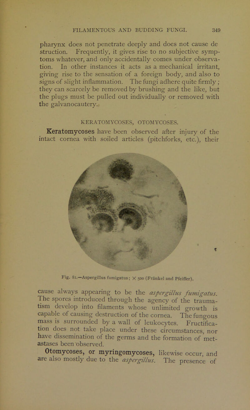 pharynx does not penetrate deeply and does not cause de struction. Frequently, it gives rise to no subjective symp- toms whatever, and only accidentally comes under observa- tion. In other instances it acts as a mechanical irritant, giving rise to the sensation of a foreign body, and also to signs of slight inflammation. The fungi adhere quite firmly ; they can scarcely be removed by brushing and the like, but the plugs must be pulled out individually or removed with the galvanocautery. KERATOMYCOSES, OTOMYCOSES. Keratomycoses have been observed after injury of the intact cornea with soiled articles (pitchforks, etc.), their cause always appearing to be the aspergillus fumigatus. The spores introduced through the agency of the trauma- tism develop into filaments whose unlimited growth is capable of causing destruction of the cornea. The fungous mass is surrounded by a wall of leukocytes. Fructifica- tion does not take place under these circumstances, nor have dissemination of the germs and the formation of met- astases been observed. Otomycoses, or myringomycoses, likewise occur, and are also mostly due to the cispcvgillus. The presence of t Fig. 81.—Aspergillus fumigatus; X 500 (Frankel and Pfeiffer).