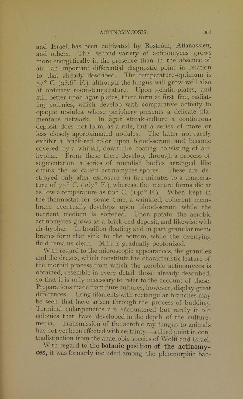 and Israel, has been cultivated by Bostrom, Affanassieff, and others. This second variety of actinomyces grows more energetically in the presence than in the absence of air—an important differential diagnostic point in relation to that already described. The temperature-optimum is 37° C. (98.6° F.), although the fungus will grow well also at ordinary room-temperature. Upon gelatin-plates, and still better upon agar-plates, there form at first fine, radiat- ing colonies, which develop with comparative activity to opaque nodules, whose periphery presents a delicate fila- mentous network. In agar streak-culture a continuous deposit does not form, as a rule, but a series of more or less closely approximated nodules. The latter not rarely exhibit a brick-red color upon blood-serum, and become covered by a whitish, down-like coating consisting of air- hyphae. From these there develop, through a process of segmentation, a series of roundish bodies arranged like chains, the so-called actinomyces-spores. These are de- stroyed only after exposure for five minutes to a tempera- ture of 750 C. (167° F.), whereas the mature forms die at as low a temperature as 6o° C. (140° F.). When kept in the thermostat for some time, a wrinkled, coherent mem- brane eventually develops upon blood-serum, while the nutrient medium is softened. Upon potato the aerobic actinomyces grows as a brick-red deposit, and likewise with air-hyphae. In bouillon floating and in part granular mem*- branes form that sink to the bottom, while the overlying fluid remains clear. Milk is gradually peptonized. With regard to the microscopic appearances, the granules and the druses, which constitute the characteristic feature of the morbid process from which the aerobic actinomyces is obtained, resemble in every detail those already described, so that it is only necessary to refer to the account of these. Preparations made from pure cultures, however, display great differences. Long filaments with rectangular branches may be seen that have arisen through the process of budding. Terminal enlargements are encountered but rarely in old colonies that have developed in the depth of the culture- media. Transmission of the aerobic ray-fungus to animals has not yet been effected with certainty—a third point in con- tradistinction from the anaerobic species of Wolff and Israel. With regard to the botanic position of the actinomy- ces, it was formerly included among the pleomorphic bac-