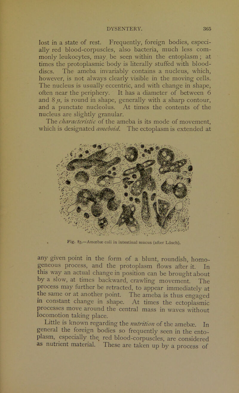 lost in a state of rest. Frequently, foreign bodies, especi- ally red blood-corpuscles, also bacteria, much less com- monly leukocytes, may. be seen within the entoplasm ; at times the protoplasmic body is literally stuffed with blood- discs. The ameba invariably contains a nucleus, which, however, is not always clearly visible in the moving cells. The nucleus is usually eccentric, and with change in shape, often near the periphery. It has a diameter of between 6 and 8 ;jl, is round in shape, generally with a sharp contour, and a punctate nucleolus. At times the contents of the nucleus are slightly granular. The characteristic of the ameba is its mode of movement, which is designated ameboid. The ectoplasm is extended at Fig. 83.—Amoebae coli in intestinal mucus (after Losch). any given point in the form of a blunt, roundish, homo- geneous process, and the protoplasm flows after it. In this way an actual change in position can be brought about by a slow, at times backward, crawling movement. The process may further be retracted, to appear immediately at the same or at another point. The ameba is thus engaged in constant change in shape. At times the ectoplasmic piocesses move around the central mass in waves without locomotion taking place. Little is known regarding the nutrition of the ameba;. In general the foreign bodies so frequently seen in the ento- plasm, especially the< red blood-corpuscles, are considered as nutiient material. These are taken up by a process of