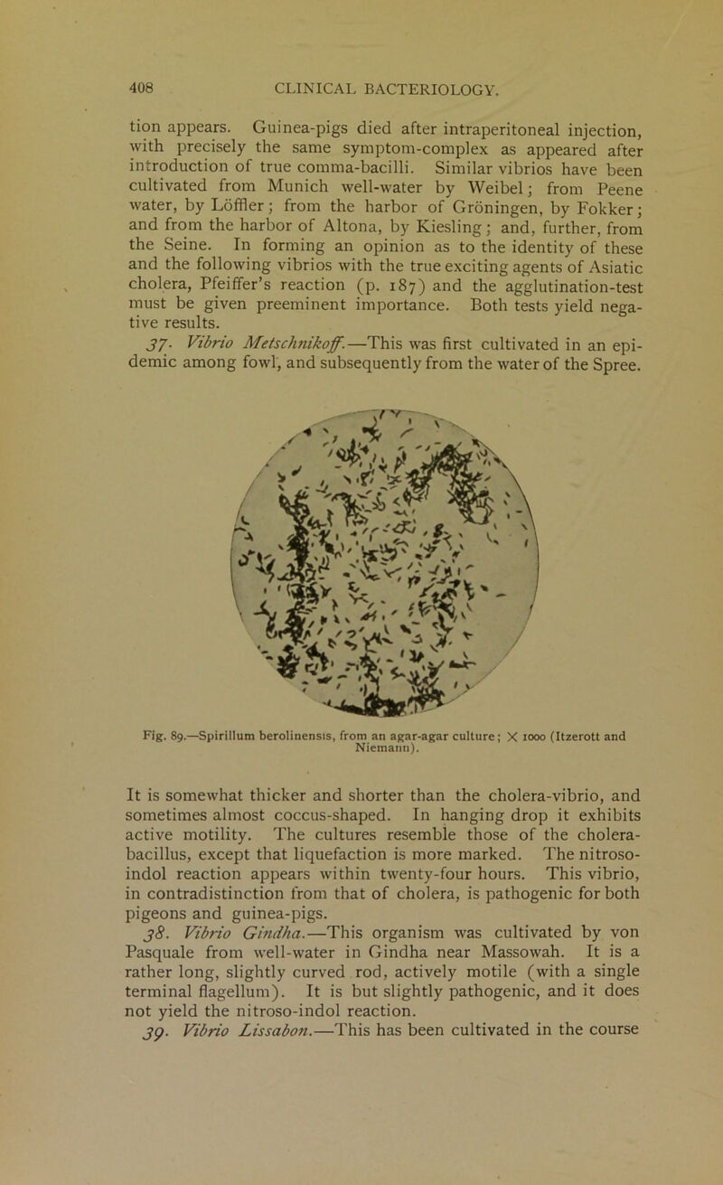 tion appears. Guinea-pigs died after intraperitoneal injection, with precisely the same symptom-complex as appeared after introduction of true comma-bacilli. Similar vibrios have been cultivated from Munich well-water by Weibel; from Peene water, by Loffler; from the harbor of Groningen, by Fokker; and from the harbor of Altona, by Kiesling; and, further, from the Seine. In forming an opinion as to the identity of these and the following vibrios with the true exciting agents of Asiatic cholera, Pfeiffer’s reaction (p. 187) and the agglutination-test must be given preeminent importance. Both tests yield nega- tive results. 37. Vibrio Metschnikoff.—This was first cultivated in an epi- demic among fowl, and subsequently from the water of the Spree. Fig. 89.—Spirillum berolinensis, from an agar-agar culture; X 1000 (Itzerott and Niemann). It is somewhat thicker and shorter than the cholera-vibrio, and sometimes almost coccus-shaped. In hanging drop it exhibits active motility. The cultures resemble those of the cholera- bacillus, except that liquefaction is more marked. The nitroso- indol reaction appears within twenty-four hours. This vibrio, in contradistinction from that of cholera, is pathogenic for both pigeons and guinea-pigs. 38. Vibrio Gindha.—This organism was cultivated by von Pasquale from well-water in Gindha near Massowah. It is a rather long, slightly curved rod, actively motile (with a single terminal flagellum). It is but slightly pathogenic, and it does not yield the nitroso-indol reaction. 3p. Vibrio Lissabon.—This has been cultivated in the course