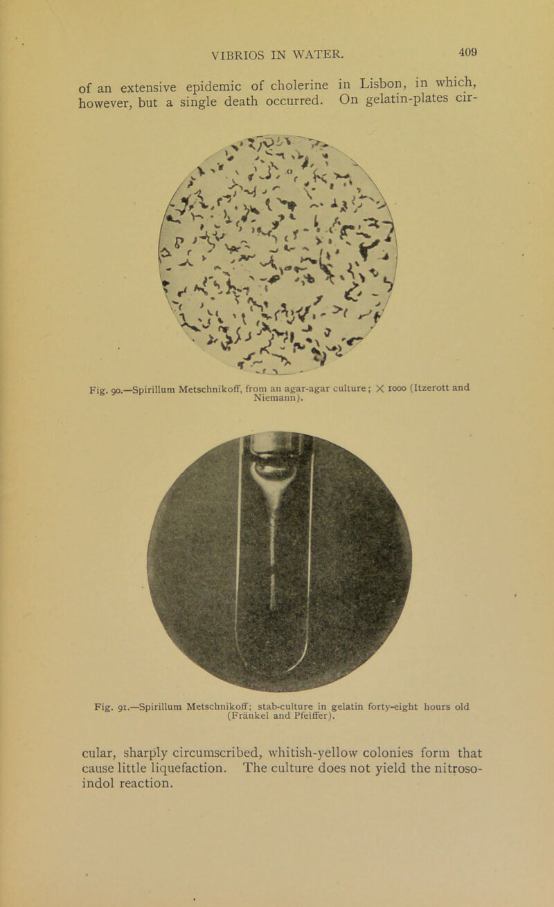 of an extensive epidemic of cholerine in Lisbon, in which, however, but a single death occurred. On gelatin-plates cir Fie. qo.—Spirillum Metschnikoff, from an agar-agar culture; X i°oo (Itzerott and Niemann). Fig. 91.—Spirillum Metschnikoff; stab-culture in gelatin forty-eight hours old (Fratikel and Pfeiffer). cular, sharply circumscribed, whitish-yellow colonies form that cause little liquefaction. The culture does not yield the nitroso- indol reaction.