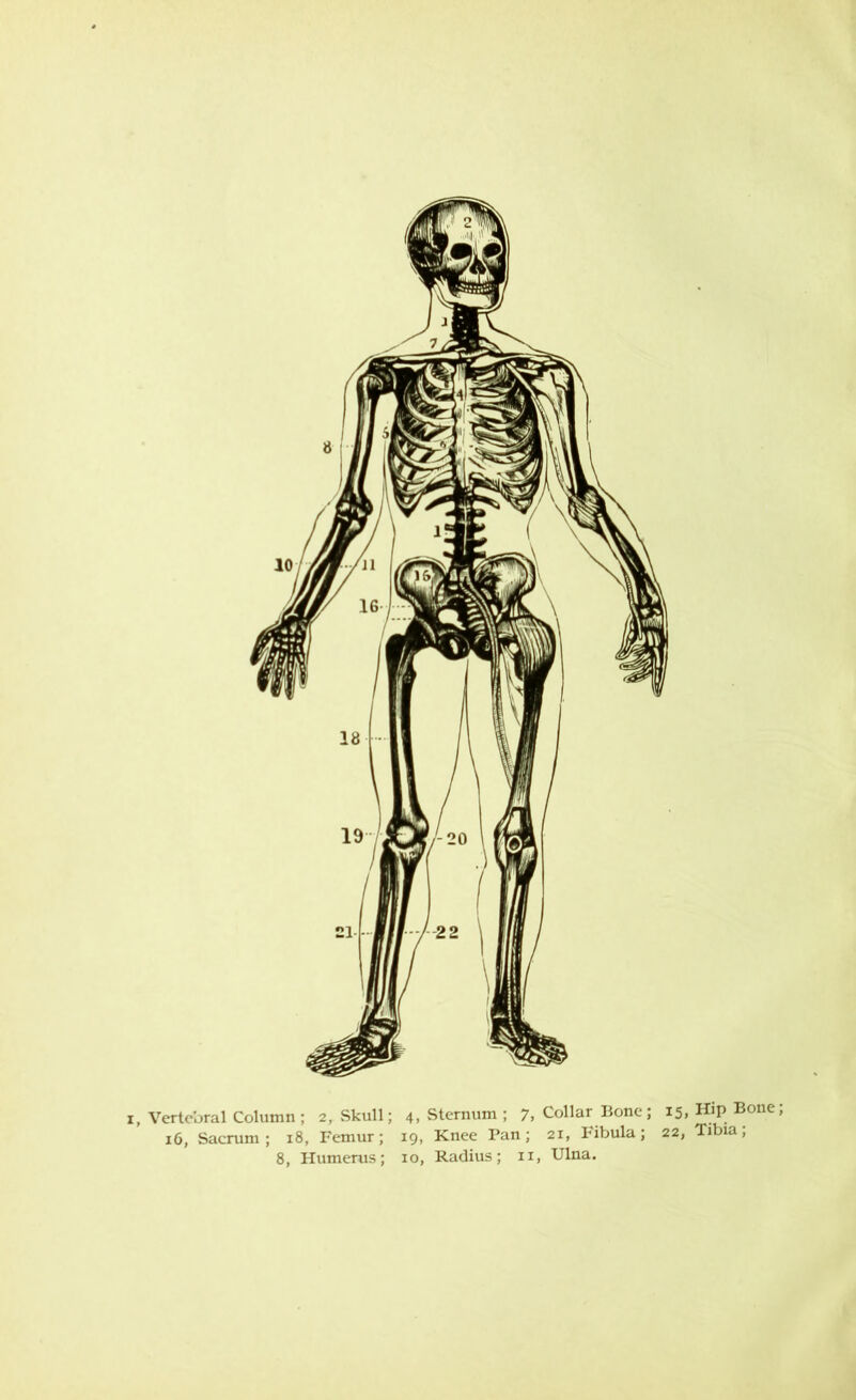 16, Sacrum; 18, Femur; 19, Knee Pan; 21, Fibula; 22, 8, Ilumerus; 10, Radius; ii, Ulna. Hip Bone; Tibia;