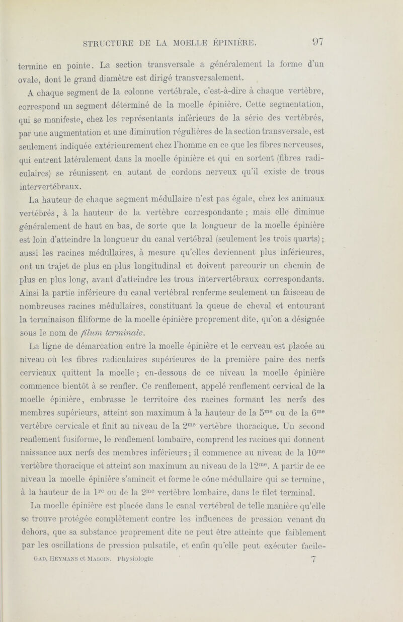 termine en pointe. La section transversale a généralement la forme d’un ovale, dont le grand diamètre est dirigé transversalement. A chaque segment de la colonne vertébrale, c’est-à-dire à chaque vertèbre, correspond un segment déterminé de la moelle épinière. Cette segmentation, qui se manifeste, chez les représentants inférieurs de la série des vertébrés, par une augmentation et une diminution régulières de la section transversale, est seulement indiquée extérieurement chez l’homme en ce que les fibres nerveuses, qui entrent latéralement dans la moelle épinière et qui en sortent (fibres radi- culaires) se réunissent en autant de cordons nerveux qu’il existe de trous intervertébraux. La hauteur de chaque segment médullaire n’est pas égale, chez les animaux vertébrés, à la hauteur de la vertèbre correspondante ; mais elle diminue généralement de haut en bas, de sorte que la longueur de la moelle épinière est loin d’atteindre la longueur du canal vertébral (seulement les trois quarts) ; aussi les racines médullaires, à mesure qu’elles deviennent plus inférieures, ont un trajet de plus en plus longitudinal et doivent parcourir un chemin de plus en plus long, avant d’atteindre les trous intervertébraux correspondants. Ainsi la partie inférieure du canal vertébral renferme seulement un faisceau de nombreuses racines médullaires, constituant la queue de cheval et entourant la terminaison filiforme de la moelle épinière proprement dite, qu’on a désignée sous le nom de filum terminale. La ligne de démarcation entre la moelle épinière et le cerveau est placée au niveau où les fibres radiculaires supérieures de la première paire des nerfs cervicaux quittent la moelle ; en-dessous de ce niveau la moelle épinière commence bientôt à se renfler. Ce renflement, appelé renflement cervical de la moelle épinière, embrasse le territoire des racines formant les nerfs des membres supérieurs, atteint son maximum à la hauteur de la 5me ou de la 6me vertèbre cervicale et finit au niveau de la 2me vertèbre thoracique. Un second renflement fusiforme, le renflement lombaire, comprend les racines qui donnent naissance aux nerfs des membres inférieurs; il commence au niveau de la 10me vertèbre thoracique et atteint son maximum au niveau de la 12,ne. A partir de ce niveau la moelle épinière s’amincit et forme le cône médullaire qui se termine, à la hauteur de la lre ou de la 2me vertèbre lombaire, dans le filet terminal. La moelle épinière est placée dans le canal vertébral de telle manière qu’elle se trouve protégée complètement contre les influences de pression venant du dehors, que sa substance proprement dite ne peut être atteinte que faiblement par les oscillations de pression pulsatile, et enfin qu’elle peut exécuter faeilc- Gad, IIeymans et Maüoin. Physiologie ' 7