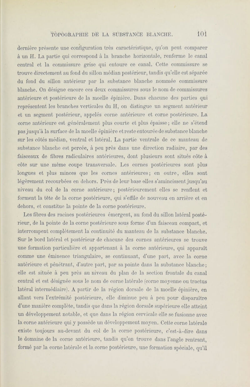 dernière présente une configuration très caractéristique, qu’on peut comparer à un H. La partie qui correspond à la branche horizontale, renferme le canal central et la commissure grise qui entoure ce canal. Cette commissure se trouve directement au fond du sillon médian postérieur, tandis quelle est séparée du fond du sillon antérieur par la substance blanche nommée commissure blanche. On désigne encore ces deux commissures sous le nom de commissures antérieure et postérieure de la moelle épinière. Dans chacune des parties qui représentent les branches verticales du H, on distingue un segment antérieur et un segment postérieur, appelés corne antérieure et corne postérieure. La corne antérieure est généralement plus courte et plus épaisse ; elle ne s’étend pas jusqu’à la surface de la moelle épinière et reste entourée de substance blanche sur les côtés médian, ventral et latéral. La partie ventrale de ce manteau de substance blanche est percée, à peu près dans une direction radiaire, par des faisceaux de fibres radiculaires antérieures, dont plusieurs sont situés côte à côte sur une même coupe transversale. Les cornes postérieures sont plus longues et plus minces que les cornes antérieures ; en outre, elles sont légèrement recourbées en dehors. Près de leur base elles s’amincissent jusqu’au niveau du col de la corne antérieure ; postérieurement elles se renflent et forment la tête de la corne postérieure, qui s’effile de nouveau en arrière et en dehors, et constitue la pointe de la corne postérieure. Les fibres des racines postérieures émergent, au fond du sillon latéral posté- rieur, de la pointe de la corne postérieure sous forme d’un faisceau compact, et interrompent complètement la continuité du manteau de la substance blanche. Sur le bord latéral et postérieur de chacune des cornes antérieures se trouve une formation particulière et appartenant à la corne antérieure, qui apparaît comme une éminence triangulaire, se continuant, d’une part, avec la corne antérieure et pénétrant, d’autre part, par sa pointe dans la substance blanche ; elle est située à peu près au niveau du plan de la section frontale du canal central et est désignée sous le nom de corne latérale (corne moyenne ou tractus latéral intermédiaire). A partir de la région dorsale de la moelle épinière, en allant vers l’extrémité postérieure, elle diminue peu à peu pour disparaître d’une manière complète, tandis que dans la région dorsale supérieure elle atteint un développement notable, et que dans la région cervicale elle se fusionne avec la corne antérieure qui y possède un développement moyen. Cette corne latérale existe toujours au-devant du col de la corne postérieure, c’est-à-dire dans le domaine de la corne antérieure, tandis qu’on trouve dans l’angle rentrant, formé par la corne latérale et la corne postérieure, une formation spéciale, qu’il