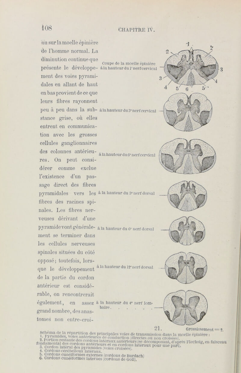 nu sur la moelle épinière ùe l’homme normal. La diminution continue que présente le développe- ment des voies pyrami- dales en allant de haut en bas provient de ce que leurs fibres rayonnent peu à peu dans la sub- stance grise, où elles entrent en communica- tion avec les grosses cellules ganglionnaires des colonnes antérieu- res. On peut consi- dérer comme exclue l’existence d’un pas- sage direct des fibres pyramidales vers les : fibres des racines spi- nales. Les fibres ner- veuses dérivant d’une pyramide vont générale- * ment se terminer dans les cellules nerveuses spinales situées du côté opposé; toutefois, lors- que le développement <l de la partie du cordon antérieur est considé- rable, on rencontrerait également, en assez à grand nombre, des anas- tomes non entre-croi- Coupe de la moelle épinière à la hauteur du 1r nerf cervical à la hauteur du 3' nerf cervical à la hauteur du G' nerf cervical \ la hauteur du 3° nerf dorsal la hauteur du G' nerf dorsal la hauteur du 12 nerf dorsal la hauteur du r nerf lom- baire ~JL Grossissement — 2. i T>vi~unnii« vvltf11?'1 * * * * & • os Pnncipales voies de transmission dans la moelle épinière : pmVinn^^ ter\eurci; (le conduction (directes ou non croisées). fnnCi rm ‘.1 nè r- ô = ! Lf •s laterTlx antérieurs (se décomposant, d’après Flechsig, en faisceau % »tîra.°^ons anterieurs et en cordons latéraux pour une part). 3. Goidon la.tel al des pyramides (voies croisées) * ' 4. Cordons cerébelleux latéraux. 5. Cordons cunéiformes externes (cordons de Burdach) & Cordons cuneiformes internes (cordons de Goll),