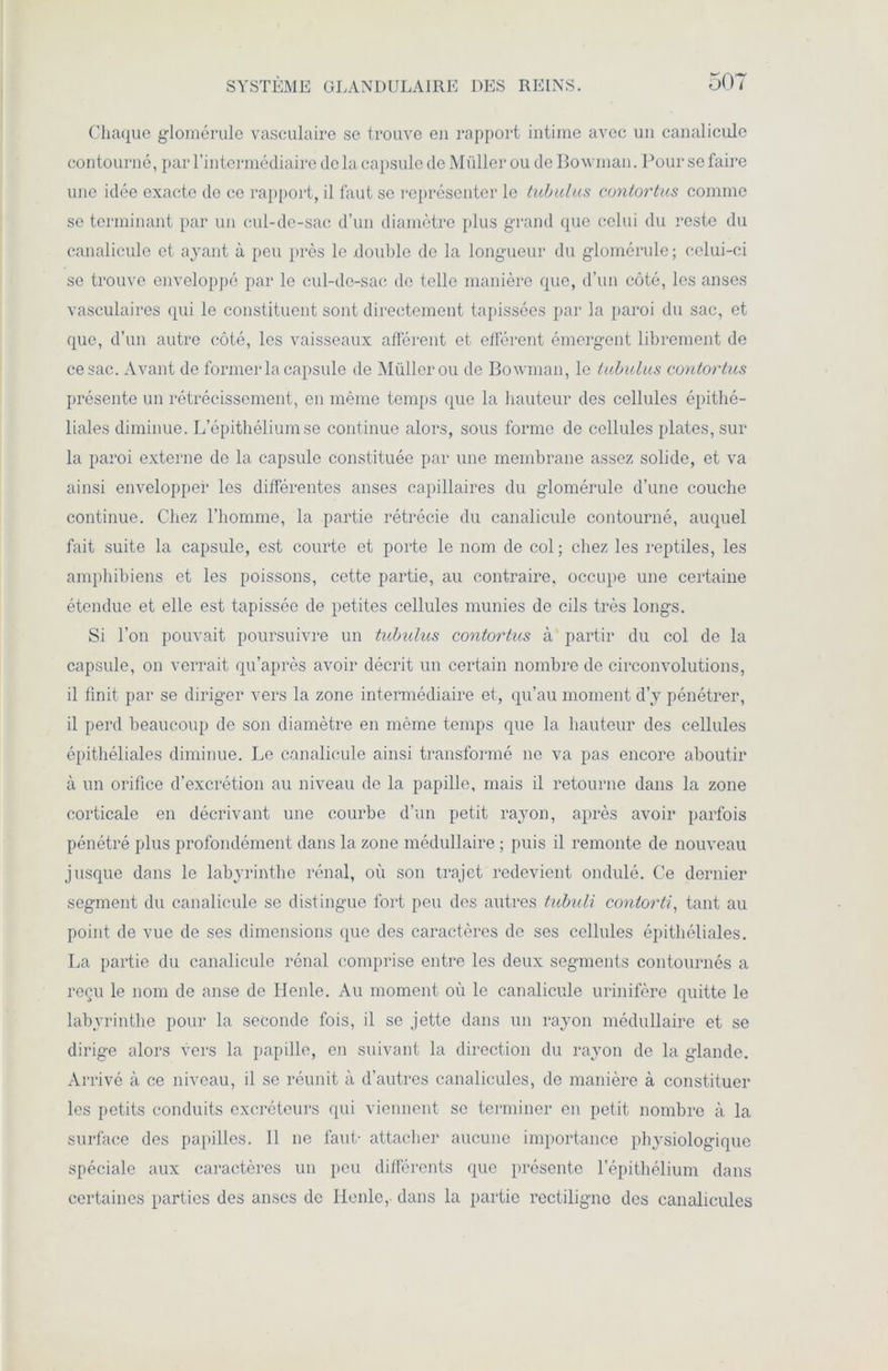 Chaque glomérule vasculaire se trouve eu rapport intime avec un canalicule contourné, par l’intermédiaire de la capsule de Millier ou de Bowman. Pour se faire une idée exacte de ce rapport, il faut se représenter le tubulus conlortus comme se terminant par un cul-de-sac d’un diamètre plus grand que celui du reste du canalicule et ayant à peu près le double de la longueur du glomérule ; celui-ci se trouve enveloppé par le cul-de-sac de telle manière que, d’un côté, les anses vasculaires qui le constituent sont directement tapissées par la paroi du sac, et que, d’un autre côté, les vaisseaux afférent et efférent émergent librement de ce sac. Avant de former la capsule de Millier ou de Bowman, le tubulus contortus présente un rétrécissement, en même temps que la hauteur des cellules épithé- liales diminue. L’épithélium se continue alors, sous forme de cellules plates, sur la paroi externe de la capsule constituée par une membrane assez solide, et va ainsi envelopper les différentes anses capillaires du glomérule d’une couche continue. Chez l’homme, la partie rétrécie du canalicule contourné, auquel fait suite la capsule, est courte et porte le nom de col; chez les reptiles, les amphibiens et les poissons, cette partie, au contraire, occupe une certaine étendue et elle est tapissée de petites cellules munies de cils très longs. Si l’on pouvait poursuivre un tubulus contortus à partir du col de la capsule, on verrait qu’après avoir décrit un certain nombre de circonvolutions, il finit par se diriger vers la zone intermédiaire et, qu’au moment d’y pénétrer, il perd beaucoup de son diamètre en môme temps que la hauteur des cellules épithéliales diminue. Le canalicule ainsi transformé ne va pas encore aboutir à un orifice d’excrétion au niveau de la papille, mais il retourne dans la zone corticale en décrivant une courbe d’un petit rayon, après avoir parfois pénétré plus profondément dans la zone médullaire ; puis il remonte de nouveau jusque dans le labyrinthe rénal, où son trajet redevient ondulé. Ce dernier segment du canalicule se distingue fort peu des autres tubuli contorti, tant au point de vue de ses dimensions que des caractères de ses cellules épithéliales. La partie du canalicule rénal comprise entre les deux segments contournés a reçu le nom de anse de Henle. Au moment où le canalicule urinifère quitte le labyrinthe pour la seconde fois, il se jette dans un rayon médullaire et se dirige alors vers la papille, en suivant la direction du rayon de la glande. Arrivé à ce niveau, il se réunit à d’autres canalicules, de manière à constituer les petits conduits excréteurs qui viennent se terminer en petit nombre à la surface des papilles. 11 ne faut- attacher aucune importance physiologique spéciale aux caractères un peu différents que présente l’épithélium dans certaines parties des anses de Ilenle,- dans la partie rectiligne des canalicules