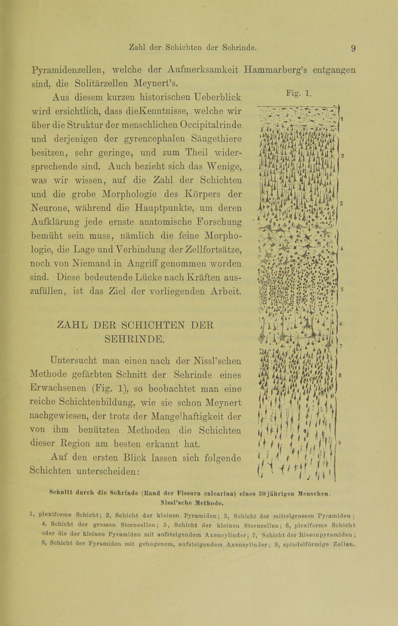 Pyramidenzellen, welcke cler Aufmerksamkeit sind, die Solitarzellen Meynert’s. Aus cliesem kurzen bistoriscben Ueberblick wird ersicbtlich, dass dieKenntnisse, welche wir über die Struktur der menscblichen Occipitalrinde und derjenigen der gyrencephalen Saugethiere besitzen, sehr geringe, und zum Tbeil wider- sprecbende sind. Auck bezieht sicb das Wenige, was wir wissen, auf die Zahl der Scbichten und die grobe Morphologie des Korpers der Neurone, wáhrend die Hauptpunkte, um deren Aufklárung jede eraste anatomische Forscbung bemübt sein xnuss, námlicb die feine Morpho- logie, die Lage und Verbindung der Zellfortsátze, noch von Niemand in Angriff genommen worden sind. Diese bedeutende Lücke nacb Kraften aus- zufüllen, ist das Ziel der vorliegenden Arbeit. ZAHL DER SCHICHTEN DER SEHRINDE. Untersucht man einen nacb der Nissl’scben Methode gefárbten Scbnitt der Sehrinde eines Erwacbsenen (Fig. 1), so beobacktet man eine reicbe Schichtenbildung, wie sie sebón Meynert nachgewiesen, der trotz der Mangelhaftigkeit der von ihm benützten Methoden die Scbichten dieser Región am besten erkannt hat. Auf den ersten Bliclc lassen sich folgende Schichten unterscheiden: Hammarberg’s entgangen Fig- 1. Schnltt durcli (lio Sehrinde (Ilnnd der FiHNura cnlcnrina) cines 30 jiihrlgon Monschon. Mfisl’schc Methode. 1> plexiforme Schiclit; 2, Schicht dor kleinen Pyramidon; 8, Soliiolit dor mittelgrossen Pyrnmidon ; 4, 8chicht der groasen Stornzollon; 5, Schicht der kleinen Sternzellen; 6, plexiforme Schicht oder die der kleinen Pyraraiden mit aufsteigendem Axonoylindor; 7, Schicht der Riesoupyramiden ; 8, Schicht der Pyraraiden mit gebogenem, aufateigondem Axencylindor; 0, spindelfórmigo Zellen.
