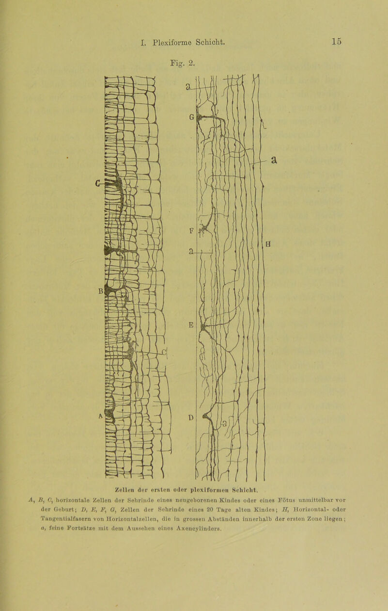 Fig. 2. Zellen din- orston odor plcxiformon Schicht. A, B, C, horizontale Zollon dor Selirinde oinoa nougeboronon Kindea oder cines Fotus nnmittelbar vor dor Geburt; D, E, I\ O, Zellen dor Sohrindo eines 20 Tftge aitón Kindes; II, Horizontal- odor Tangentialfaaern von Horizontalzollen, dio iu groasen Abatiindon innorhalb dor orston Zone liogen; o, feino Fortailtze mit dein Aueaolien oinoa Axonoylindora.