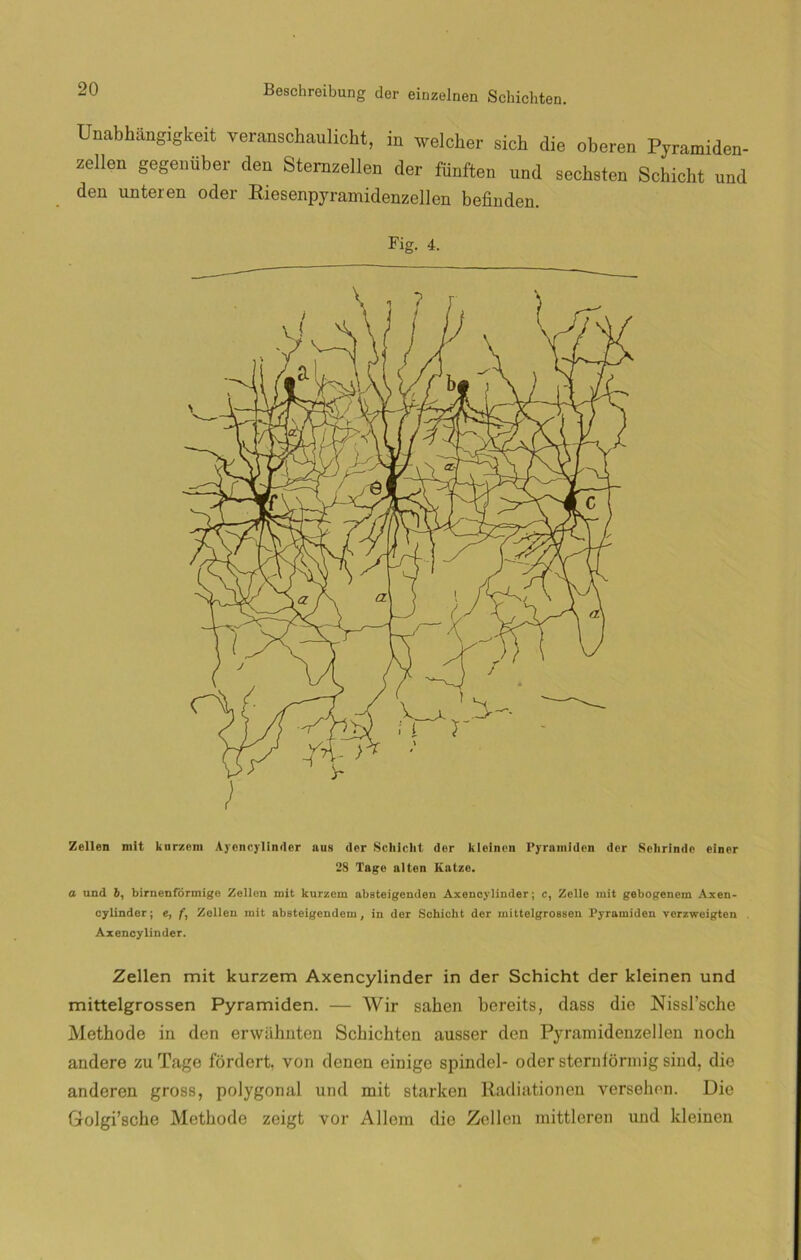 Unabhüngigkeit Teransohaulicht, in welcher sioh die oberen Pyramiden- zellen gegenüber den Sternzellen der fiinften und sechsten Schicht und den unteren oder Riesenpyramidenzellen befinden. Fig. 4. Zellen mit kurzem Ayoncyllnder ans (lcr Scliiclit der kleincn Pyramiden der Sohrinde einer 28 Tage alten Katze. a und i, birnenfórmige Zellen mit kurzem abateigenden Axencylinder; c, Zelle mit gebogenem Axen- cylinder; e, f, Zellen mit absteigendem, in der Schicht der mittelgroasen Pyramiden verzweigten Axencylinder. Zellen mit kurzem Axencylinder in der Schicht der kleinen und mittelgrossen Pyramiden. — AVir sahen bereits, dass dio Nissl’sche Methode in den erwiihnten Schichten ausser den Pyramidenzellen noch andere zuTage fordert. von donen einige spindel- oder sterníormig sind, die anderen gross, polygonal und mit starken Radiationen versehen. Die Golgi’sche Methode zeigt vor Allem dio Zellen mittleren und kleinen