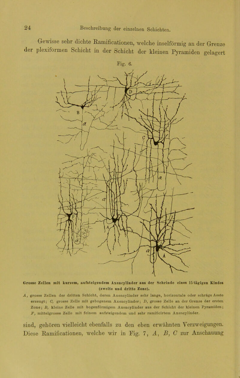 Gewisse sehr dichte Ramificationen, welche inselformig an der Grenze dei plexifoimen Schicht in der Schicht der kleinen Pyramiden gelagert Fig. 6. (írosse Zellen mit kurzem, aufstclgcndcm Axencylinder ñus der Sehrinde cines IStiigigen Rindes (zweite und dritte Zone). A, grosae Zellen der dritton Schicht, deren Axencylinder sehr lange, korizontale oder schrage Aeste erzengt; C, grosse Zello mit gebogenem Axencylinder; £>, groase Zello an der Grenze der ersteu Zone; JO, kleine Zelle mit bogenformigem Axencylinder aua der Scliicht der kleinen Pyramiden; F, mittelgroaae Zelle mit feinem aufateigendem und sehr ramificirtem Axoncylinder. sind, gehoren vielleiclit ebenfalls zu den eben erwahnten Verzweigungen. Diese Ramificationen, welche wir in Fig. 7, A, B, C zur Anschauung