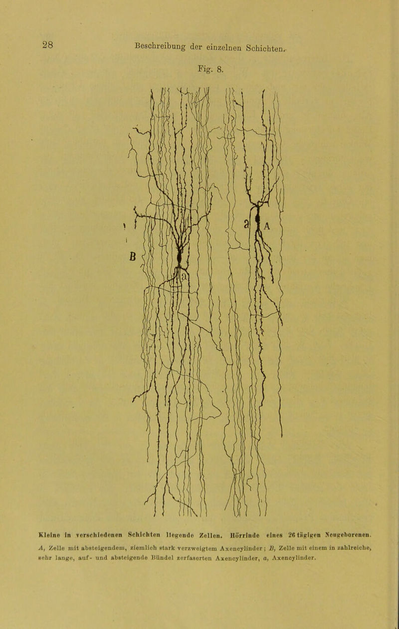 Fig. 8. Klelne In verschledonen Schlcliton Ilegendc Zcllon. Ilorrlndo elncs 26 tiiglgcn Xoiigoborcncn. A, Zelle mit absteigendem, ziemlich Btark verzwoigtem Axencylindor; S, Zolle mit eincm in zalilreiclie, sehr lange, auf- und absteigende liündel zorfasorton Axencylindor, a, Axoncylinder.