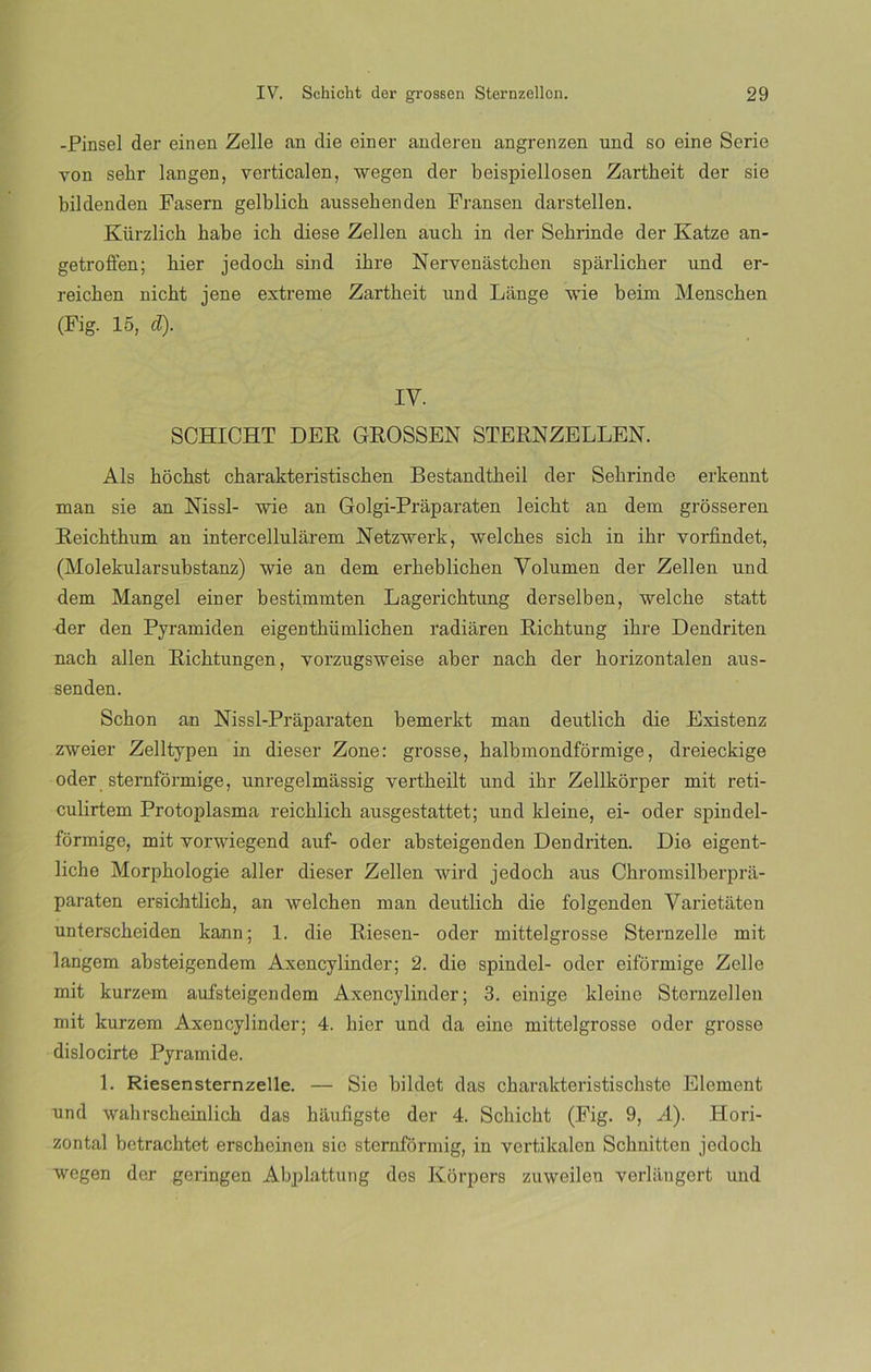 -Pinsel der einen Zelle an die einer anderen angrenzen und so eine Serie yon sehr langen, verticalen, wegen der beispiellosen Zartheit der sie bildenden Fasern gelblich aussebenden Fransen darstellen. Kürzlich habe ich diese Zellen aucb in der Sehrinde der Katze an- getroffen; bier jedocb sind ibre Nervenastchen spárlicber und er- reicben nicht jene extreme Zartheit und Lange Avie beim Menschen (Fig. 15, el). IV. SCHICHT DER GROSSEN STERNZELLEN. Ais hochst charakteristischen Bestandtheil der Sehrinde erkennt man sie an Nissl- Avie an Golgi-Práparaten leicht an dem grosseren Reichthum an intercellulárem Netzwerk, welches sich in ihr vorfindet, (Molekularsubstanz) Avie an dem erheblichen Volumen der Zellen und dem Mangel einer bestimmten Lagerichtung derselben, Avelche statt der den Pyramiden eigenthümlichen radiaren Richtung ihre Dendriten nach alien Richtungen, vorzugsAveise aber nach der horizontalen aus- senden. Sebón an Nissl-Práparaten bemerkt man deutlich die Existenz ZAveier Zelltypen in dieser Zone: grosse, halbmondformige, dreieckige oder sternformige, unregelmassig vertheilt und ihr Zellkorper mit reti- culirtem Protoplasma reichlich ausgestattet; und kleine, ei- oder spindel- formige, mit vorwiegend auf- oder absteigenden Dendriten. Die eigent- liche Morphologie aller dieser Zellen wird jedocb aus Chromsilberpra- paraten ersichtlich, an welchen man deutlich die folgenden Varietaten unterscheiden kann; 1. die Riesen- oder mittelgrosse Sternzelle mit langem absteigendem Axencylinder; 2. die spindel- oder eiformige Zelle mit kurzem aufsteigendem Axencylinder; 3. einige kleine Sternzellen mit kurzem Axencylinder; 4. bier und da eine mittelgrosse oder grosse dislocirte Pyramide. 1. Riesensternzelle. — Sie bildet das charakteristischste Elemcnt und Avahrseheinlich das haufigste der 4. Schicht (Fig. 9, A). Hori- zontal betrachtet erscheinen sie sternformig, in vertikalen Schnitten jedocb Avegen der geringen Abplattung des Korpers ziuveilen yerliiugert und