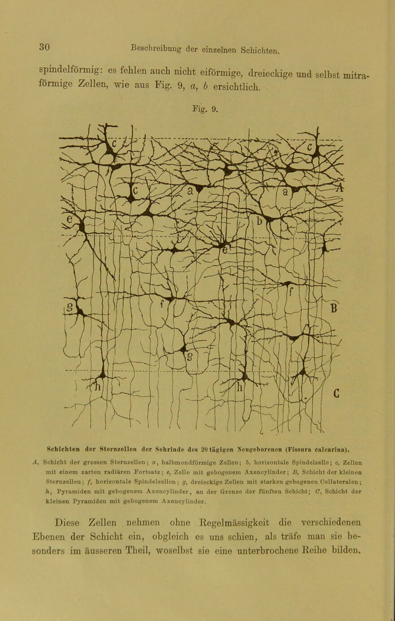 spmdelformig: es fehlen auch mcht eifórmige, dreieckige und selbst mitra- foimige Zellen, wie aus Eig. 9, a, b ersicbtlicb. Fig. 9. Schicliten der Sternzellen der Sehrlndo des 20tügigcn Nengoborcnen (Fissura calcarina). A, Schicht der groasen Sternzellen; a, halbmondformige Zellen; b, horizontale Spindelzello; c, Zellen mit einem zarten radiaron Fortsatz; e, Zelle mit gebogonem Axencylinder; B, Schicht der kleinen Sternzellen; f, horizontale Spindelzellen; g, dreieckige Zellen mit starken gebogenen Collateralen; />, Pyramiden mit gebogenem Axencylinder, an der Grenzo dor fiinfton Schicht; C, Schicht der kleinen Pyramiden mit gebogenem Axencylinder. Diese Zellen nebmen ohne liegelmassigkeit die yerscbiedenen Ebenen der Schicht ein, obgleich es uns scbien, ais triife man sie be- sonders im ausseren Tbeil, woselbst sie cine unterbrochene Rcibe bilden.