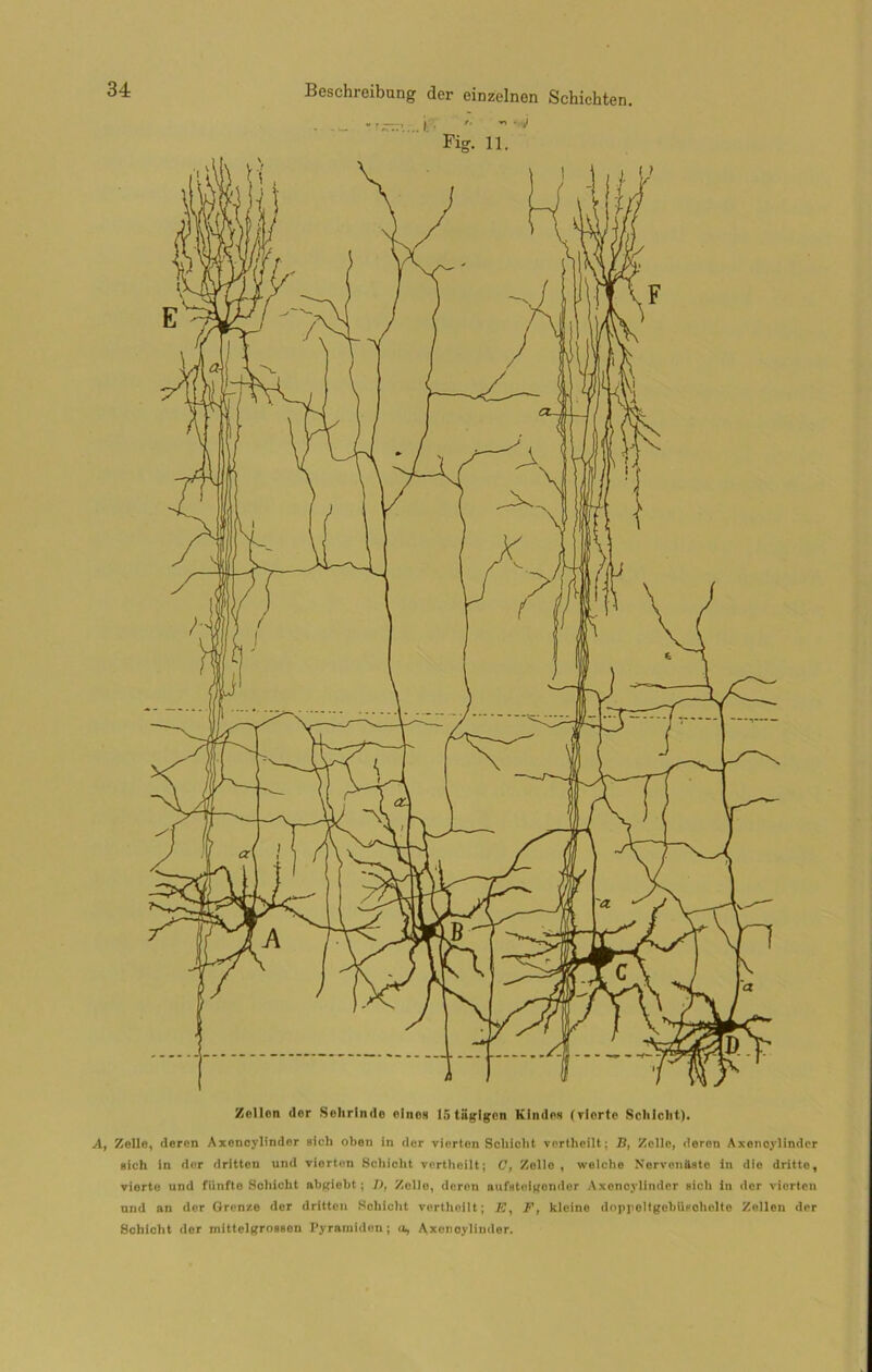 . ... í ' Fig. 11. Kellon dor Sclirlndo oineH 15 tiiglgcn Rindes (vlortc Schlcht). A, Zelle, dcren Axencylinder sicb obon in dcr vierten Scliicht vertheilt; B, Zelle, doren Axenoylinder eich ín der dritton und vierten Schiclit vertheilt; O, Zoilo , welche Nervcnitste in die dritte, viorte und fiinfte Sohicht nbgiebt; I), Zelle, deren nufsteigondor Axencylinder sicli In dcr vierten nnd nn dcr Gren/.e dcr dritten Schlcht vertheilt; E, F, kleine dopjieltgebUpobclte Zellen der Schicht dcr mittelgrossen I’yramidon; u, Axenoylinder.
