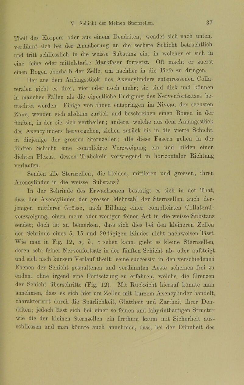 Theil des Korpers oder aus einem Dendriten, wendet sich nach unten, verdünnt sich bei der Annaherung an die sechste Schicht betráchtlich und tritt schliesslich in die weisse Substanz ein, in welcher er sich in eine feine oder mittelstarke Markfaser fortsetzt. Oft macht er zuerst einen Bogen oberhalb der Zelle, uní nachher in die Tiefe zu dringen. Der aus dem Anfangsstück des Axencylinders entsprossenen Colla- teralen giebt es drei, vier oder noch rnehr; sie sind dick und konnen in manchen Fallen ais die eigentliche Endigung des Nervenfortsatzes be- trachtet werden. Einige von ihnen entspringen im Niveau der sechsten Zone, venden sich alsdann zurück und beschreiben einen Bogen in der fiinften, in der sie sich vertheilen; andere, welche aus dem Anfangsstück des Axencylinders hervorgehen, ziehen zurück bis in die vierte Schicht, in diejenige der grossen Sternzellen; alie diese Fasern gehen in der fiinften Schicht eine complicirte Verzweigung ein und bilden einen dichten Plexus, dessen Trabekeln vorwiegend in horizontaler Richtung verlaufen. Senden alie Sternzellen, die kleinen, mittleren und grossen, ihren Axencylinder in die weisse Substanz? In der Sehrinde des Erwachsenen bestátigt es sich in der That, dass der Axencylinder der grossen Mehrzahl der Sternzellen, auch der- jenigen mittlerer Grosse, nach Bildung einer complicirten Collateral- verzweigung, einen mehr oder weniger feinen Ast in die weisse Substanz sendet; doch ist zu bemerken, dass sich dies bei den kleineren Zellen der Sehrinde eines 5, 15 und 20 tagigen Kindes nicht nachweisen lasst. Wie man in Fig. 12, a, b, c sehen kann, giebt es kleine Sternzellen, deren sehr feiner Nervenfortsatz in der fünften Schicht ab- oder aufsteigt und sich nach kurzem Verlauf theilt; seine successiv in den verschiedenen Ebenen der Schicht gespaltenen und verdíinnten Aeste scheinen frei zu enden, ohne irgend eine Fortsetzung zu erfahren, welche die Grenzen der Schicht überschritte (Fig. 12). Mit Rücksicht hierauf konnte man annehmen, dass es sich hier um Zellen mit kurzem Axencylinder handelt, charakterisirt durch die Sparlichkeit, Glattheit und Zartheit ihrer Den- driten; jedoch lasst sich bei einer so feinen und labyrinthartigen Structur wie die der kleinen Sternzellen ein Irrthum kaum mit Sicherheit aus- schliessen und man konnte auch annehmen, dass, bei der Dünnheit des