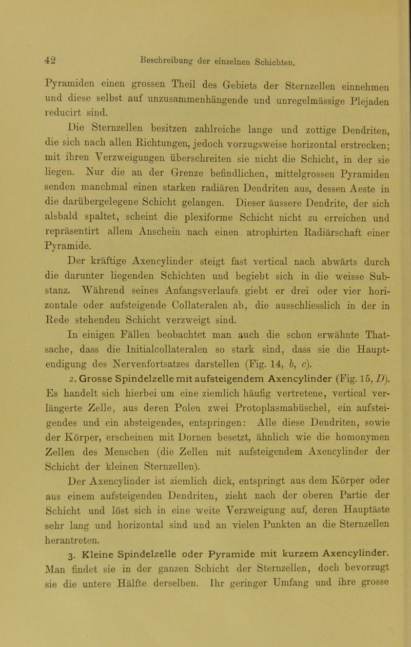 Pyramiden einen grossen Theil des Gebiets der Sternzellen einnehmen und diese selbst auf imzusammenhangende und unregelmássige Plejaden reducirt sind. Die Sternzellen besitzen zahlreiche lange und zottige Dendriten, die sicb nacb alien Ricktungen, jedock vorzugsweise horizontal erstrecken; mit ibren Yerzweigungen überschreiten sie nicbt die Scbicbt, in der sie liegen. Nur die an der Grenze befindlichen, mittelgrossen Pyramiden senden manchmal einen starken radiaren Dendriten aus, dessen Aeste in die darübergelegene Scbicht gelangen. Dieser áussere Dendrite, der sich alsbald spaltet, scbeint die plexiforme Scbicht nicht zu erreichen und reprasentirt allem Anschein nach einen atrophirten Radiárschaft einer Pyramide. Der kraftige Axencylinder steigt fast vertical nach abwarts durch die darunter liegenden Schichten und begiebt sich in die weisse Sub- stanz. Wáhrend seines Anfangsverlaufs giebt er drei oder vier hori- zontale oder aufstcigende Collateralen ab, die ausschliesslick in der in Rede stehenden Scbicht verzweigt sind. In einigen Fallen beobachtet man auch die sebón erwahnte That- sache, dass die lnitialcollateralen so stark sind, dass sie die Haupt- eudigung des Nervenfortsatzes darstellen (Fig. 14, b, c). 2. Grosse Spindelzelle mit aufsteigendem Axencylinder (Fig. 15, D). Es handelt sich liierbei um eine ziemlich haufig vertretene, vertical ver- langerte Zelle, aus deren Polen zwei Protoplasmabüsckel, ein aufstei- gendes und ein absteigendes, entspringen: x\lle diese Dendriten, sotvie der Korper, erscheinen mit Domen besetzt, aknlick wie die homonymen Zellen des Menschen (die Zellen mit aufsteigendem Axencylinder der Scbicht der kleinen Sternzellen). Der Axencylinder ist ziemlich dick, entspringt aus dem Korper oder aus einem aufsteigenden Dendriten, zieht nach der oberen Partie der Scbicht und lóst sich in eine weite Verzweigung auf, deren Hauptiiste sehr lang und horizontal sind und an vielen Punkten an die Sternzellen herantreten. 3. Kleine Spindelzelle oder Pyramide mit kurzem Axencylinder. Man lindet sie in der ganzen Scbicht der Sternzellen, doch bevorzugt sie die untere Halfte derselben. Ihr geringer Umfang und ihre grosse