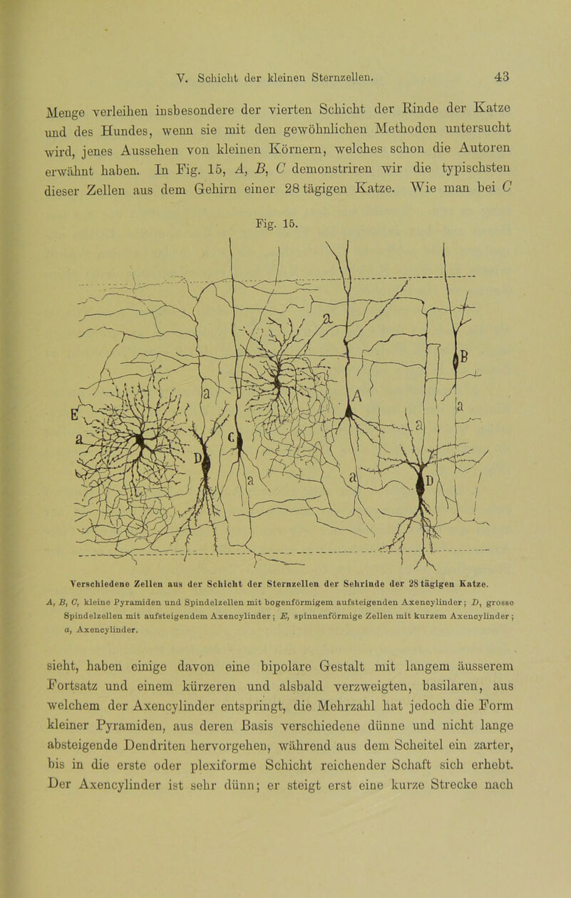 Meuge verleiben insbesondere der vierten Sebicbt der Rinde der Katze mid des Hundes, wenn sie mit den gewobnlicben Metboden untersuckt wird, jenes Aussehen von kleinen Kornern, welcbes sckon die Autoren envábnt kaben. In Fig. 15, A, B, C demonstriren wir die typiscbsten dieser Zellen aus dem Gebirn einer 28tagigen Katze. Wie man bei C Fig. 15. Arorscli¡cdenc Zellen aus (1er Schicht (1er Sternzellen (1er Sohrindo der 28tagigen Katze. A, B, C, kleine jPyramiden und Spindelzellen mit bogenformigem aufsteigenden Axencyliuder; X), grosse Spindelzellen mit aufsteigendem Axeneylinder; E, spinnenformige Zellen mit kurzem Axencyliuder ; a, Axeneylinder. sieht, haben einige davon eine bipolare Gestalt mit langem ausserem Fortsatz und einem kürzeren und alsbald verzweigten, basilaren, aus welcliem der Axeneylinder entspringt, die Mebrzabl bat jedocb die Form kleiner Pyramiden, aus deren Basis versebiedene diinne und niebt lange absteigende Dendriten bervorgeben, wiibrend aus dem Scbeitel ein zarter, bis in die erste oder plexiforme Scbicbt reiebender Scbaí't sicb erbebt. Der Axeneylinder ist sebr diinn; er steigt erst eiue kurze Strecke nacb