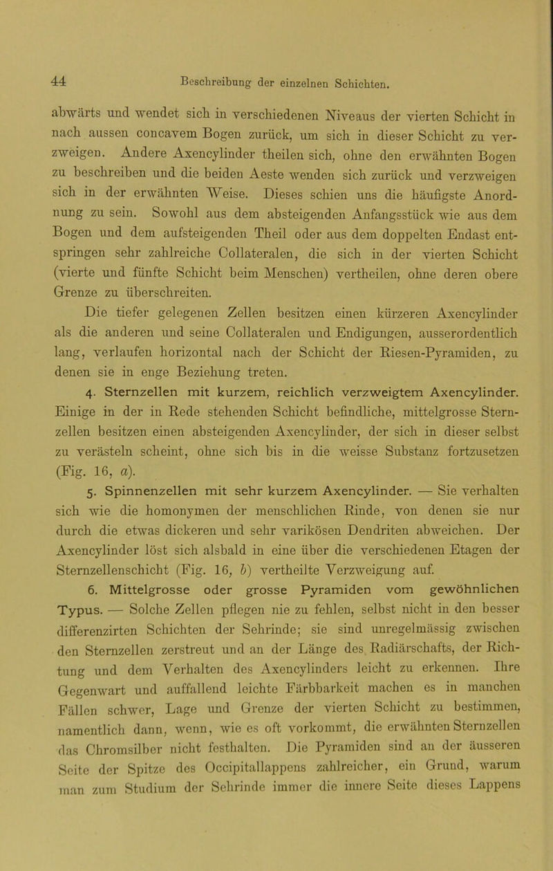 abwarts uncí wendet sicli in verschiedenen Niveaus der vierten Schicht in nach aussen concavem Bogen zurück, um sicb in dieser Sckicht zu ver- zweigen. Andere Axencylinder theilen sich, ohne den erwahnten Bogen zu beschreiben und clie beiden Aeste wenden sicb zurück und verzweigen sicb in der erwahnten Weise. Dieses scbien uns die hauíigste Anord- nung zu sein. Sowohl aus dem absteigenden Anfangsstück wie aus dem Bogen und dem aufsteigenden Tbeil oder aus dem doppelten Endast ent- springen sebr zablreicbe Collateralen, die sicb in der vierten Schicbt (vierte und fünfte Scbicbt beim Menschen) vertheilcn, obne deren obere Grenze zu íiberschreiten. Die tiefer gelegenen Zellen besitzen einen kürzeren Axencylinder ais die anderen und seine Collateralen und Encligungen, ausserordentlicb lang, verlaufen horizontal nach der Scbicbt der Riesen-Pyramiden, zu denen sie in enge Beziehung treten. 4. Sternzellen mit kurzem, reichlich verzweigtem Axencylinder. Einige in der in Rede stebenden Schicbt befinclliche, mittelgrosse Stern- zellen besitzen einen absteigenden Axencylinder, der sicb in dieser selbst zu verasteln scbeint, obne sicb bis in die weisse Substanz fortzusetzen (Fig. 16, a). 5. Spinnenzellen mit sehr kurzem Axencylinder. — Sie verhalten sicb wie die bomonymen der menschlichen Rinde, von denen sie nur durch die etwas dickeren und sebr varikosen Dendriten abweicben. Der Axencylinder lost sicb alsbald in eine über die verschiedenen Etagen der Stemzellenschicht (Fig. 16, b) vertheilte Verzweigung auf. 6. Mittelgrosse oder grosse Pyramiden vom gewohnlichen Typus. — Solcbe Zellen pflegen nie zu fehlen, selbst nicbt in den besser differenzirten Schichten der Sebrinde; sie sind unregelmiissig zwiscben den Sternzellen zerstreut und an der Lange des Radiarschafts, der Ricb- tung und dem Verhalten des Axencylinders leicht zu erkennen. Ibre Gegenwart und auffallend leicbte Fiirbbarkeit machen es in manchen Fallen schwer, Lage und Grenze der vierten Scbicbt zu bestimmen, namentlicb dann, wenn, wie es oft vorkommt, die erwahntenSternzellen das Chromsilber nicbt festbalten. Die Pyramiden sind an der ausseren Seite der Spitze des Occipitallappcns zahlreicher, ein Gruud, warum man zum Studium der Sebrinde immcr die iimcre Seite dieses Lappens