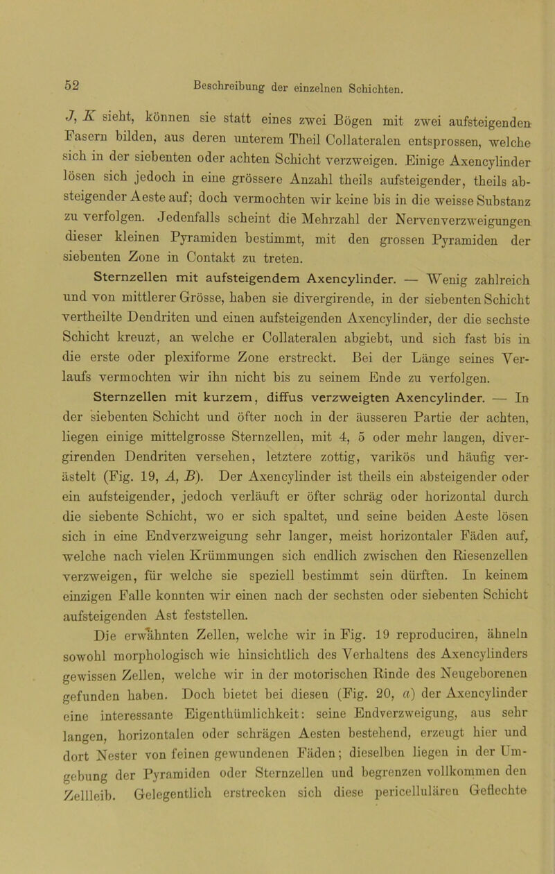 J, K sieht, konnen sie statt eines zwei Bogen mit zwei aufsteigenden Fasern bilden, aus deren unterem Theil Collateralen entsprossen, welche sich in der siebenten oder acbten Scbicht verzweigen. Einige Axencylinder losen sich jedoch in eine grossere Anzabl tbeils aufsteigender, tbeils ab- steigender Aeste auf; doch yermocbten wir keine bis in die weisse Substanz zu verfolgen. Jedenfalls scbeint die Mehrzabl der Neryenyerzweigungen clieser kleinen Pyramiden bestimmt, mit den grossen Pyramiden der siebenten Zone in Contakt zu treten. Sternzellen mit aufsteigendem Axencylinder. — Wenig zahlreich und yon mittlerer Grósse, baben sie divergirende, in der siebenten Schickt yertbeilte Dendriten und einen aufsteigenden Axencylinder, der die secbste Scbicht kreuzt, an welche er Collateralen abgiebt, und sich fast bis in die erste oder plexiforme Zone erstreckt. Bei der Lange seines Yer- laufs yermochten wir ihn nicht bis zu seinem Ende zu yerfolgen. Sternzellen mit kurzem, diffus verzweigten Axencylinder. — In der siebenten Scbicht und ofter noch in der ausseren Partie der acbten, liegen einige mittelgrosse Sternzellen, mit 4, 5 oder mehr langen, diver- girenden Dendriten verseken, letztere zottig, yarikos und haufig yer- astelt (Fig. 19, A, B). Der Axencylinder ist theils ein absteigender oder ein aufsteigender, jedoch verlauft er ofter schrag oder horizontal durch die siebente Schicht, wo er sich spaltet, und seine beiden Aeste losen sich in eine Endverzweigung sehr langer, meist horizontaler Fiiden auf, welche nach yielen Krümmungen sich endlicb zwischen den Riesenzellen yerzweigen, für welche sie speziell bestimmt sein dürften. In keinem einzigen Falle konnten wir einen nach der sechsten oder siebenten Scbicht aufsteigenden Ast feststellen. Die erwaknten Zellen, welche wir in Fig. 19 reproduciren, akneln sowobl morphologiscb wie hinsicbtlich des Yerbaltens des Axencylinders gewissen Zellen, welche wir in der motoriscben Rinde des Neugeborenen gefunden haben. Doch bietet bei diesen (Fig. 20, a) der Axencylinder eine interessante Eigenthümlichkeit: seine Endverzweigung, aus sehr langen, horizontalen oder schragen Aesten bestebend, erzeugt bier und dort Nester von feinen gewundenen Fiiden; dieselben liegen in der Um- gebung der Pyramiden oder Sternzellen und begrenzen vollkommen den Zellleib. Gelegentlicb erstrecken sich diese pericellularen Geflechte