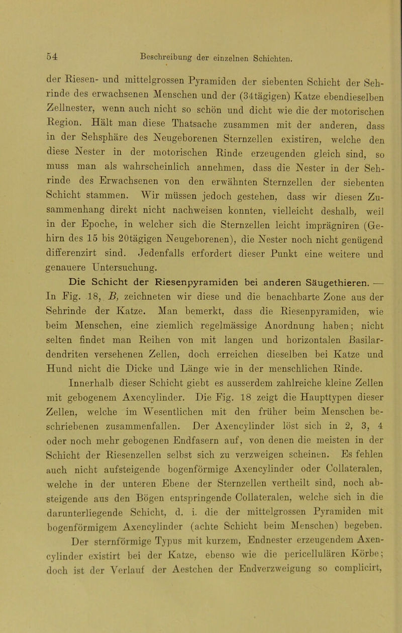 der Riesen- und mittelgrossen Pyramiden der siebenten Schicht der Seh- rinde des envachsenen Menschen und der (34tágigen) Katze ebendieselben Zellnester, wenn aucb nicht so sehon und dicbt wie die der motorischen Región. Halt man diese Tbatsacbe zusammen mit der anderen, dass in der Sehspháre des Neugeborenen Sternzellen existiren, welche den diese Nester in der motorischen Rinde erzeugenden gleich sind, so muss man ais wahrscheinlich annebmen, dass die Nester in der Seh- rinde des Erwachsenen von den erwáhntcn Sternzellen der siebenten Scbicbt stammen. Wir müssen jedoch gestehen, dass wir diesen Zu- sammenhang direkt nicht nachweisen konnten, \ielleicht deshalb, weil in der Epocke, in welcher sich die Sternzellen leicbt impragniren (Ge- birn des 15 bis 20tágigen Neugeborenen), die Nester nocb nicht genügend differenzirt sind. Jedenfalls erfordert dieser Punkt eine weitere und genauere Untersucbung. Die Schicht der Riesenpyramiden bei anderen SMugethieren. — In Eig. 18, B, zeicbneten wir diese und die benacbbarte Zone aus der Sehrinde der Katze. Man bemerkt, dass die Riesenpyramiden, wie beim Menschen, eine ziemlick regelmássige Anordnung baben; nicht selten findet man Reihen von mit langen und korizontalen Basilar- dendriten versehenen Zellen, docb erreicken dieselben bei Katze und Hund nicht die Dicke und Lange wie in der menschlichen Rinde. Innerhalb dieser Schicht giebt es ausserdem zahlreiche kleine Zellen mit gebogenem Axencylinder. Die Eig. 18 zeigt die Haupttypen dieser Zellen, welche im Wesentlichen mit den früher beim Menschen be- schriebenen zusammenfallen. Der Axencylinder lost sich in 2, 3, 4 oder noch mehr gebogenen Endfasern auf, von denen die meisten in der Schicht der Riesenzellen selbst sich zu verzweigen scheinen. Es fehlen auch nicht aufsteigende bogenformige Axencylinder oder Collateralen, welche in der unieren Ebene der Sternzellen vertheilt sind, noch ab- steigende aus den Bogen entspringende Collateralen, welche sich in die darunterliegende Schicht, d. i. die der mittelgrossen Pyramiden mit bogenformigem Axencylinder (achte Schicht beim Menschen) begeben. Der sternformige Typus mit kurzem, Endnester erzeugendem Axen- cylinder existirt bei der Katze, ebenso wie die pericellularen Jvorbe; doch ist der Vcrlauf der Aestchen der Endverzweigung so complicirt,