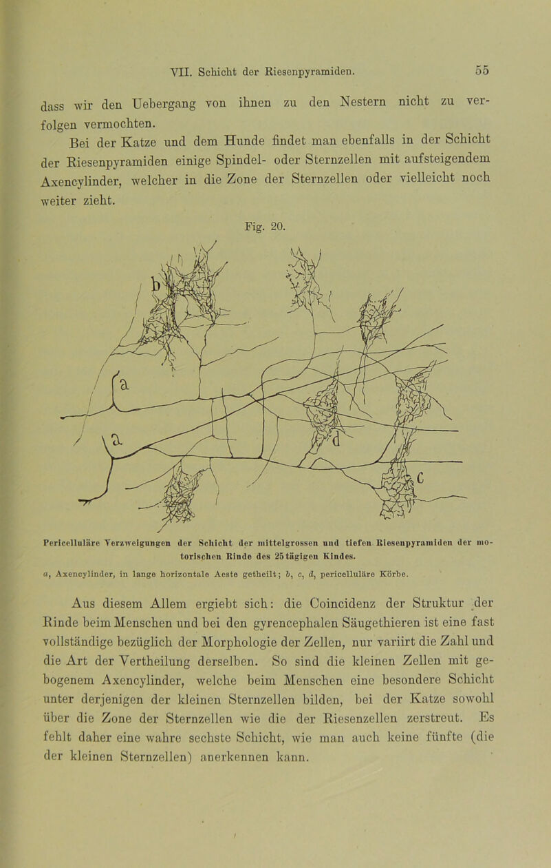 dass wir den Uebergang von ihnen zu den Nestern nicht zu ver- folgen vermockten. Bei der Katze und dem Hunde findet man ebenfalls in der Scbicht der Riesenpyramiden einige Spindel- oder Sternzellen mit aufsteigendem Axencylinder, welcher in die Zone der Sternzellen oder vielleicbt noch weiter ziebt. Fig. 20. Pcriccllnliirc YerzTteignngen der Scliicht der mittelgrossen und tiefen lUescnpyraniidcn der mo- torisclion Kiude des 25tagigen Rindes. a, Axencylinder, in lange horizontale Aeate getheilt; 6, c, d, pericelluliire Korbe. Aus diesem Allem ergiebt sich: die Coincidenz der Struktur der Rinde beimMenschen und bei den gyrencepkalen Saugethieren ist eine fast vollstandige bezüglich der Morpbologie der Zellen, nur yariirt die Zabl und die Art der Yertheilung derselben. So sind die kleinen Zellen mit ge- bogenem Axencylinder, welcbe beim Menscben eine besondere Scbicbt unter derjenigen der kleinen Sternzellen bilden, bei der Katze sowohl über die Zone der Sternzellen wie die der Riesenzellen zerstreut. Es fehlt daher eine ivabre secbste Scbicht, wie man aucli keine fiinfte (die der kleinen Sternzellen) anerkennen kann.