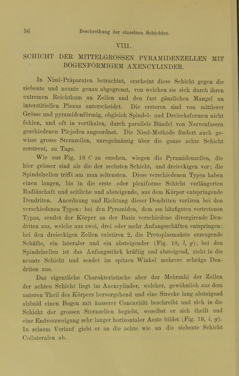 VIII. SCHICHT DER MITTELGROSSEN PYRAMIDENZELLEN MIT BOGENFÜRMIGEM AXENCYLINDER. In Nissl-Práparaten betracktet, ersckeint diese Schicht gegen die siebente und neunte genau abgegrenzt, von welcken sie sich durck ihren extremen Reichtbum an Zellen und den fast ganzlicken Mangel an interstitielleu Plexus unterscheidet. Die ersteren sind von mittlerer Grosse und pyramidenformig, obgleicb Spindel- und Dreiecksformen nicht feklen, und oft in vertikalen, durcli parallele Bündel von Nervenfasern gescbiedenen Plejaden angeordnet. Die Nissl-Methode fordert aucb ge- wisse grosse Sternzellen, unregelmássig über die ganze achte Schicht zerstreut, zu Tage. Wie aus Eig. 18 C zu ersehen, wiegen die Pyramidenzellen, die hier grosser sind ais die der secbsten Schicht, und dreieckigen vor; die Spindelzellen trifft am man seltensten. Diese versckiedenen Typen haben einen langen, bis in die erste oder plexiforme Schicht verlángerten Radiáschaft und seitliche und absteigende, aus dem Korper entspringende Denclriten. Anordnung und Richtung dieser Dendriten variiren bei den verschiedenen Typen: bei den Pyramiden, dem am káufigsten vertretenen Typus, sendet der Korper an der Basis verschiedene divergirende Den- driten aus, welcke aus zwei, drei oder mekr Anfangsschaften entspringen; bei den dreieckigen Zellen existiren 2, die Protoplasmaáste erzeugende Schafte, ein lateraler und ein absteigender (Fig. 18, l, g)\ bei den Spindelzellen ist das Anfangsstück kráftig und absteigend, zieht in die neunte Schicht und sendet im spitzen Winkel mekrere schrage Den- driten aus. Das eigentlicke Charakteristische aber der Mekrzakl der Zellen der achten Schicht liegt im Axencylinder, welcker, gewohnlich aus dem unteren Theil des Korpers hervorgehend und eine Strecke lang absteigend alsbald einen Bogen mit ausserer Concavitat beschreibt und sich in die Schicht der grossen Sternzellen begiebt, woselbst er sich theilt und eine Endverzweigung sehr langer horizontaler Acste biklet (Fig. 18, i, g). In seinem Verlauf giebt er an die achte wie an die siebente Schicht Collateralen ab.