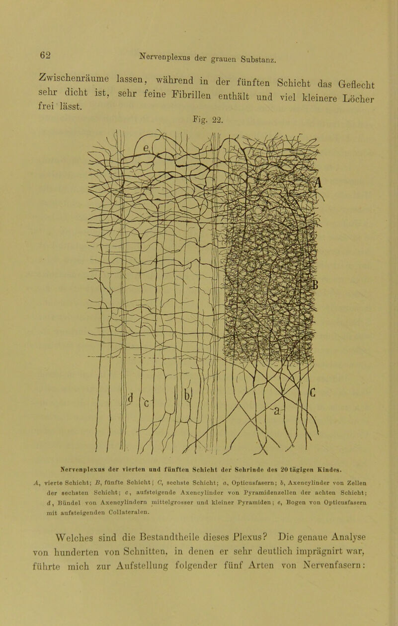 Zwischenráume lassen, walirend in der fünften Schicht das Geflecht sehr dicht ist, sehr feine Fibrillen enthált und viel kleinere Locher freí lásst. Fig. 22. Nervenplexus (1er vierten und l'iiuften Schiclit der Sehrinde des '¿Otiigigcn Kindes. A, vierte Schicht; B, fünfte Schicht; C, sochate Schicht; a, Opticuafaaern; b, Axcncytinder von Zellen der sechaten Schicht; c, aufatoigende Axoncylinder von Pyramidenzellen der achton Schicht; d, Bündel von Axencylindern mittelgroaser und kleiner Pyramiden; e, Bogen von Opticusfasern mít aufateigenden Collatcralen. Welches sind die Bestandtheile dieses Plexus? Die genaue Analyse von hunderten von Schnitten, in denen er sehr deutlich imprágnirt war, führte mich zur Aufstellung folgender fiinf Artcn von Nervenfasern: