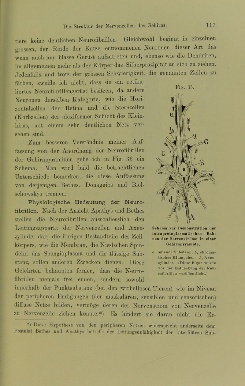 Fig. 35. tiere keine deutlichen Neurofibrillen. Gleichwohl beginnt in einzelnen t^rossen, der Rinde der Katze entnommenen Neuronen dieser Art das wenn aucb nur blasse Geriist aufzutreten und, ebenso wie die Dendriten, im allgemeinen mebr ais der Korper das Silberprazipitat an sicb zu ziehen. Jedenfalls und trotz der grossen Schwierigkeit, die genannten Zellen zu fiirben, zweifle ich nicht, dass sie ein retiku- liertes Neurofibrillengeriist besitzen, da andere Neuronen derselben Kategorie, wie die Hori- zontalzellen der Retina und die Sternzellen (Korbzellen) der plexiformen Scbicht des Klein- hirns, mit einem sekr deutlichen Netz ver- seben sind. Zum besseren Verstándnis meiner Auf- fassung yon der Anordnung der Neurofibrillen der Gehirnpyramiden gebe icb in Fig. 36 ein Schema. Man wird bald die betráchtlichen Unterscbiede bemerken, die diese Auffassung von derjenigen Betbes, Donaggios und Biel- scbowskys trennen. Physiologische Bedeutung der Neuro- fibrillen. Nach der Ansicht Apathys und Bethes stellen die Neurofibrillen ausscbliesslich den Leitungsapparat der Nervenzellen und Axen- zylinder dar; die übrigen Bestandteile des Zell- korpers, wie die Membran, die Nisslschen Spin- deln, das Spongioplasma und die flüssige Sub- stanz, sollen anderen Zwecken dienen. Diese Gelehrten behaupten ferner, dass die Neuro- fibrillen niemals frei enden, sondern sowobl innerhalb der Punktsubstauz (bei den wirbellosen Tieren) wie im Niveau der peripheren Endigungen (der muskularen, sensiblen und sensoriscben) diffuse Netze bilden, vermoge deren der Nervenstrom von Nervenzelle zu Nervenzelle ziehen konnte.*) Es hindert sie daran nicht die Er- *) Dioso Hypothose von den peripheren Netzen widerspriclit andorseits dem Postulat Bethes und Apathys betreffs der Loitungsunráhigkeit der interfilaren Sub- Sclieiua v.nr Demoustration der intrnprotoplnsniatisclien ISali- nen der Ncrvenstrome in einer Gehirnpyramide. a, leitende Substanz; 6, chroma- tisches Klümpchen; A, Axen- zylinder. (Diese Pigur wurde vor der Entdeekung der Neu- rofibrillon yeroffentlicht.)