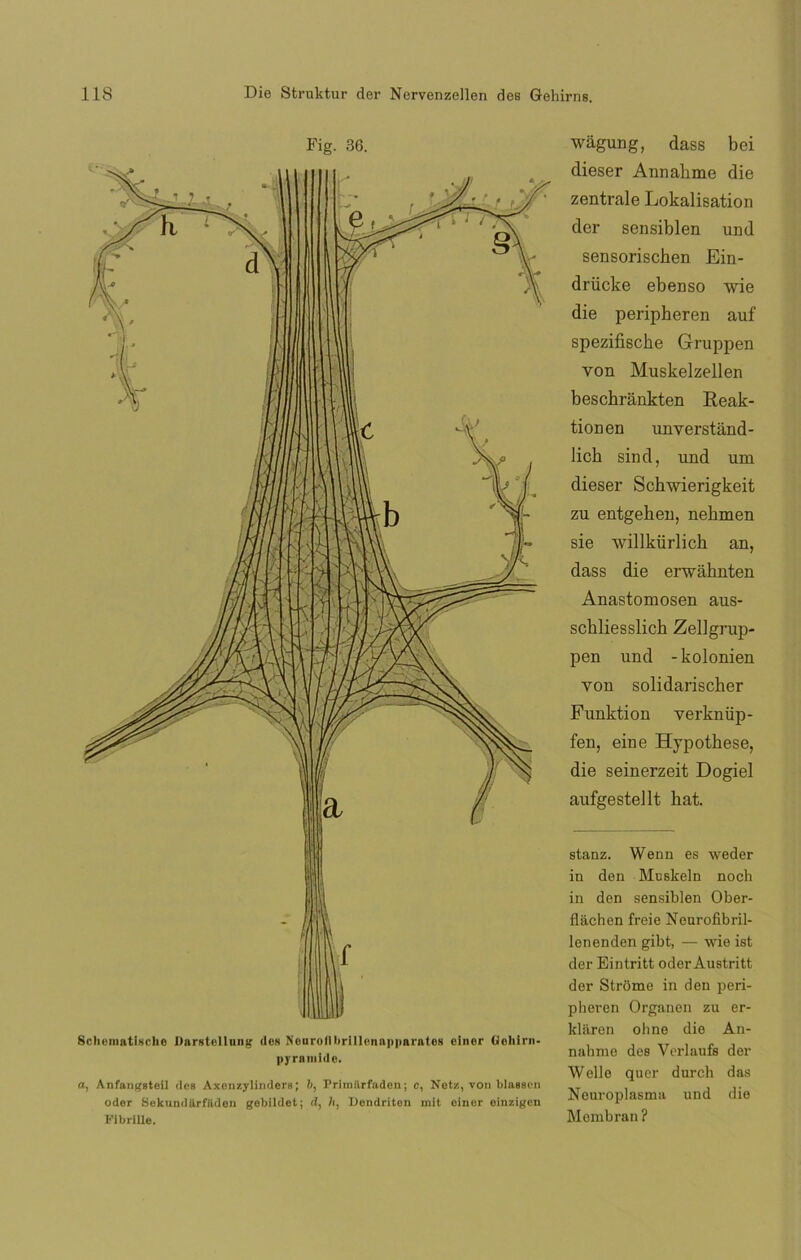 Fig. 36. Sclieniatisclie Darstellung (les NeurollbrillenapparateB cinor Gohirn- pyrnmide. a, Anfangsteil des Axenzylinders; 6, Primiirfaden; c, Netz, von blassen odor Sekundiirfiiden gebildet; d, h, Dcndriten mit einer einzigen Fibrille. wágung, dass bei dieser Annahme die zentrale Lokalisation der sensiblen und sensorischen Ein- drücke ebenso wie die peripheren auf spezifiscke Gruppen von Muskelzellen beschránkten Reak- tionen unyerstánd- licb sind, und una dieser Schwierigkeit zu entgehen, nehmen sie willkürlich an, dass die erwahnten Anastomosen aus- schliesslich Zellgrup- pen und - kolonien yon solidarischer Funktion yerknüp- fen, eine Hypothese, die seinerzeit Dogiel aufgestellt hat. stanz. Wenn es weder in den Mnskeln noch in den sensiblen Ober- fláchen freie Neurofibril- lenenden gibt, — wie ist der Eintritt oder Austritt der Strüme in den peri- pheren Organen zu er- kláren ohne die An- nahme des Verlaufs der Welle quer durch das Ncuroplasma und die Mombran ?