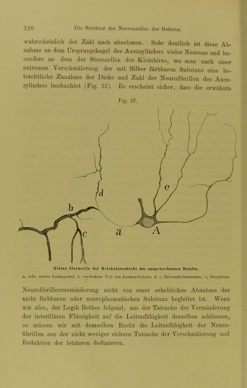 wahrscheiulich der Zahl nach abnehmen. Sehr deutlich ist diese Ab- uabme an dem Ursprungskegel des Axenzylinders vieler Neurone und be- sonders an dem der Sternzellen des Kleinhirns, wo man nach einer extremen Yerschmalerung der mit Silber fárbbaren Substanz eine be- trachtliche Zunahme der Dicke und Zahl der Neurofibrillen des Axen- zylinders beobachtet (Fig. 37). Es erscheint sicher, dass die envahnte Fig. 37. Kloine Sternzollo dor Molokiilarscliicht des ausgcwnchscnen Hundes, o, sehr zarter Anfangsteil, 6, verdickter Teíl des Axenzylinders; d, c, Nervenkollateralen; c, Dendriten. Neurofibrillenverminderung nicht von einer erheblichen Abnahme der nicht farbbaren oder neuroplasmatischen Substanz begleitet ist. Wenn wir also, der Logik Betlies folgend, aus der Tatsache der Yerminderung der interñláren Flüssigkeit auf die Leitunfühigkeit derselben schliessen, so müssen wir mit demselben Recht die Lcitunfahigkeit der Neuro- íibrillen aus der nicht weniger sichern Tatsache der Verschimilerung und Reduktion der letzteren deduzieren.