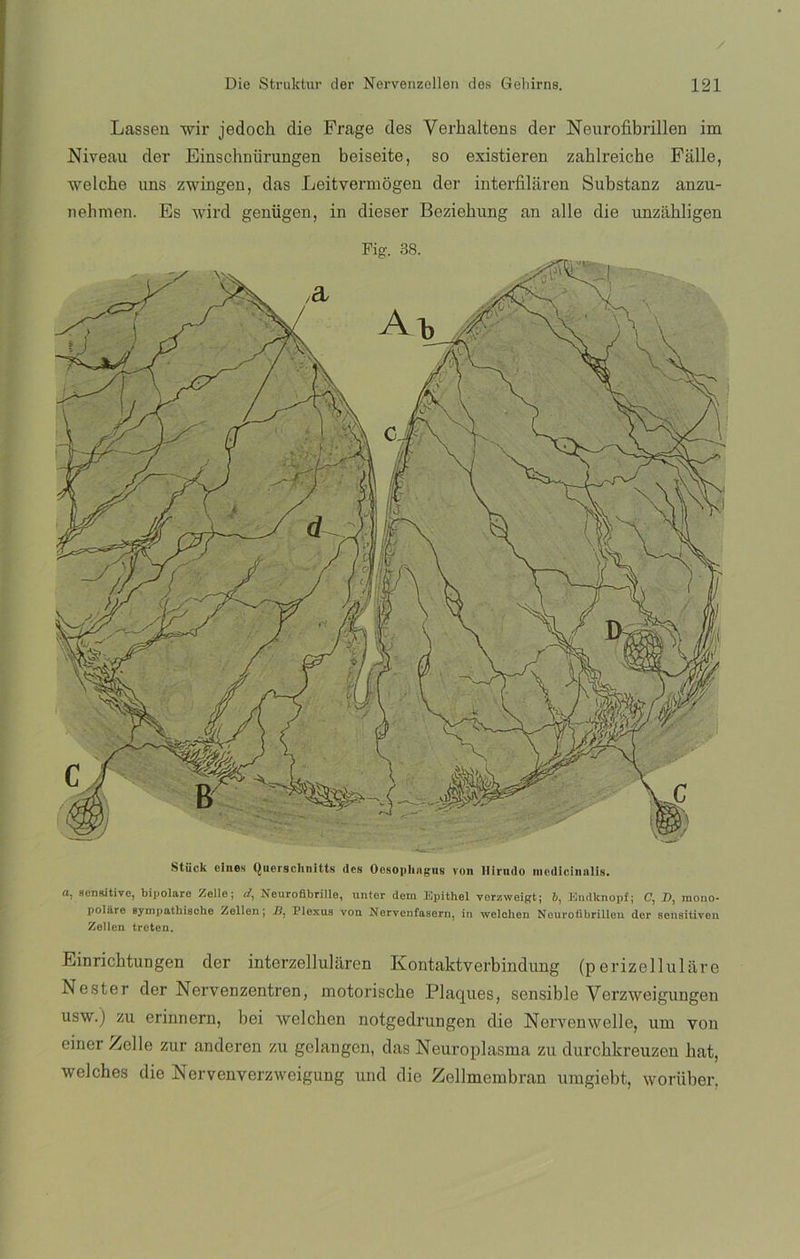 Lassen wir jedoch die Frage des Verhaltens der Neurofibrillen im Niveau der Einschniirungen beiseite, so existieren zahlreiche Falle, welche uns zwingen, das Leitvermogen der interfilaren Substanz anzu- nehmen. Es wird genügen, in dieser Beziebung an alie die unzahligen Stück cines Qucrsclinitts (les Oosoplingus von Ilinnlo incdicinnlis. o, ncnaitive, bipolare Zelle; d, Neurofibrille, untor dera lipithel vorzweigt; i, Bndknopf; 0, 2), mono- polare sympatbische Zellen; 2?, Plexua von Nervenfasern, in welchen Neurofibrillen der aensitiven Zellen treten. Einrichtungen der interzelluláren Kontaktverbindung (perizellulare Nester der Nervenzentren, motorische Plaques, sensible Verzweigungen usw.) zu erinnern, bei welchen notgedrungen die Nervenwelle, um von einer Zelle zur anderen zu gelangen, das Neuroplasma zu durchkreuzen bat, welches die Nervenverzweigung und die Zellmembran umgiebt, woriiber.