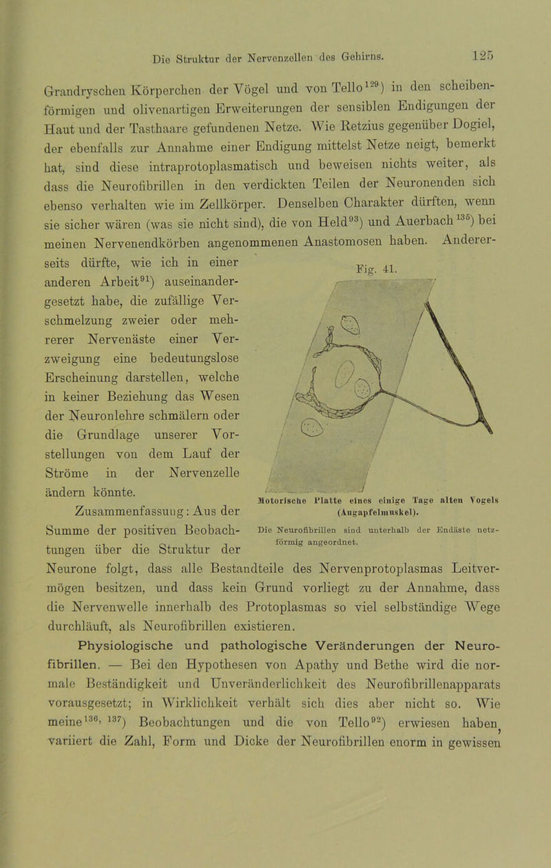 Grandryscben Korpercben der Vogel imd vonTello19) in den scheiben- fómugen und olivenartigen Erweiterungen der sensiblen Endigungen dei Haut und der Tasthaare gefundenen Netze. Wie Retzius gegenüber Dogiel, der ebenfalls zur Annahnae einer Endigung mittelst Netze neigt, bemeikt hat, sind diese intraprotoplasmatisch und beweisen nichts weiter, ais dass die Neurofibrillen in den verdickten Teilen der Neuronenden sicb ebenso verbalten wie im Zellkorper. Denselben Charakter dürften, wenn sie sicher waren (was sie nicbt sind), die von Held93) und Auerback 13j) bei rneinen Nervenendkorben angenommenen Anastomosen haben. Audeiei- seits dürfte, wie ich in einer anderen Arbeit91) auseinander- gesetzt kabe, die zufallige Yer- sckmelzung zweier oder meb- rerer Nervenaste einer Yer- zweigung eine bedeutungslose Erscheinung darstellen, welcbe in keiner Beziehung das Wesen der Neuronlekre scbmalern oder die Grundlage unserer Yor- stellungen von dem Lauf der Strome in der Nervenzelle andern kónnte. Zusammenfassuug: Aus der Summe der positiven Bcoback- tungen iiber die Struktur der Neurone folgt, dass alie Bestandteile des Nervenprotoplasmas Leitver- mogen besitzen, und dass kein Grund vorliegt zu der Annahme, dass die Nervenwelle innerbalb des Protoplasmas so viel selbstandige \Yege durchlauft, ais Neurofibrillen existieren. Physiologische und pathologische Veranderungen der Neuro- fibrillen. — Bei den Hypothesen von Apathy und Betbe wird die nór- male Bestandigkeit und Unveranderlicbkeit des Nourofibrillenapparats vorausgesetzt; in AVirklichkeit verhalt sicli dies aber nicbt so. Wie meine130’ 137) Beobacbtungen und die von Tello02) erwiesen baben^ variiert die Zahl, Form und Dicke der Neurofibrillen enorm in gewissen Fig. 41. ! ' '0 Motorische Tlatto einos einige Tage alten Vogels (Aiigapfelinuskel). Die Neurofibrillen aiüd unterhalb der Endiiste netz- fórmig angeordnet.