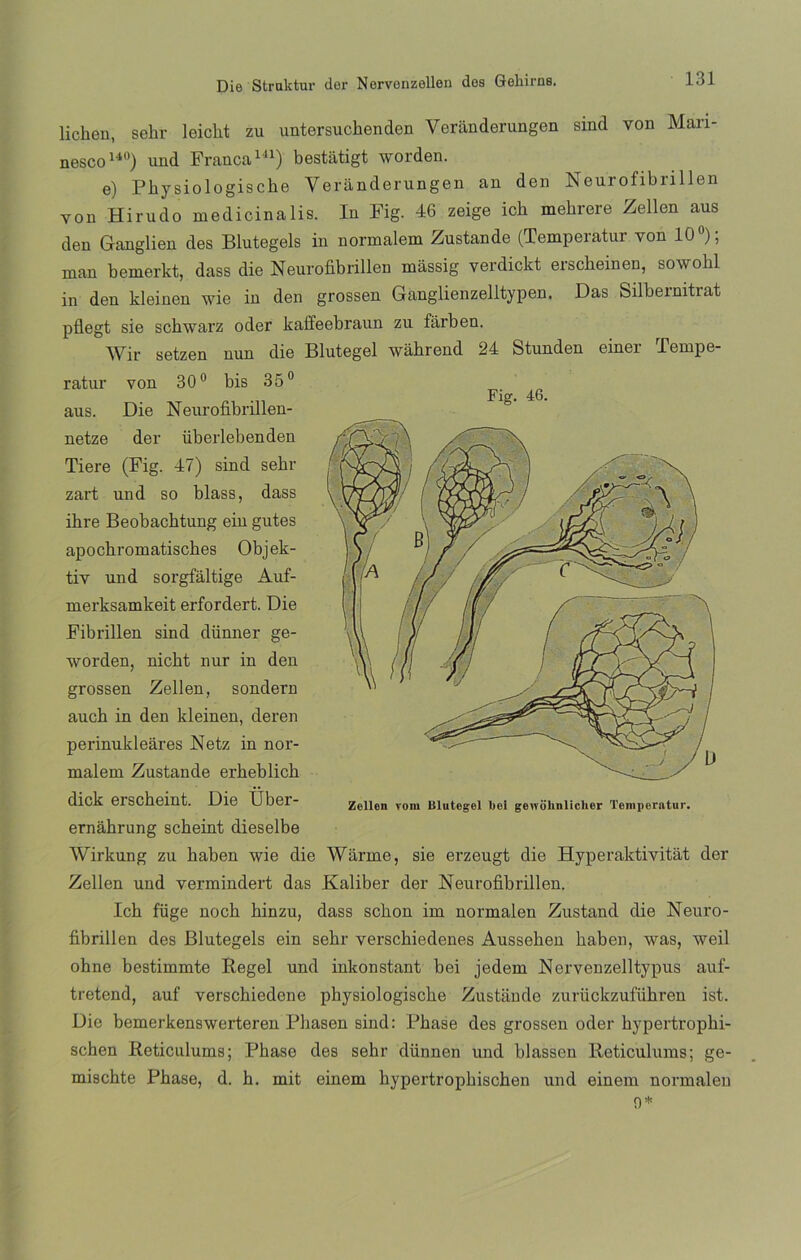 liclien, sehr leiclit zu untersuchenden Veránderungen sind von Mari- nesco140) und Franca141) bestatigt worden. e) Pliysiologische Veránderungen an den Neurofibrillen yon Hirudo medicina lis. In Fig. 46 zeige ich mehrere Zellen aus den Ganglien des Blutegels in normalem Zustande (Tempeiatur yon 10 ); man bemerkt, dass die Neurofibrillen massig verdickt erscheinen, sowohl in den kleinen wie in den grossen Ganglienzelltypen. Das Silbermtrat pflegt sie schwarz oder kaffeebraun zu fárben. Wir setzen nun die Blutegel wáhrend 24 Stunden einer Tempe- ratur von 30° bis 35° aus. Die Neurofibrillen- netze der überlebenden Tiere (Fig. 47) sind sehr zart und so blass, dass ihre Beobachtung ein gutes apochromatisches Objek- tiv und sorgfáltige Auf- merksamkeit erfordert. Die Fibrillen sind dünner ge- worden, nicbt nur in den grossen Zellen, sondern auch in den kleinen, deren perinukleáres Netz in nor- malem Zustande erbeblicb dick erscbeint. Die Über- ernáhrung scbeint dieselbe Wirkung zu baben wie die Warrne, sie erzeugt die Hyperaktivitat der Zellen und vermindert das Kaliber der Neurofibrillen. Ich füge noch binzu, dass sebón im normalen Zustand die Neuro- fibrillen des Blutegels ein sehr verschiedenes Ausseben baben, was, weil ohne bestimmte Regel und inkonstant bei jedem Nervenzelltypus auf- tretend, auf versebiedene physiologiscbe Zustande zurückzuführen ist. Die bemerkenswerteren Pilasen sind: Pbase des grossen oder hypertrophi- schen Reticulums; Phase des sehr dünnen und blassen Reticulums; ge- misebte Phase, d. h. mit einem bypertropbiscben und einem normalen 0* Fig. 46.