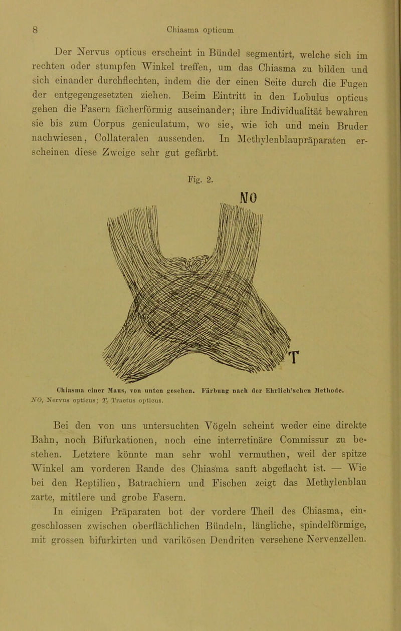 Der Neryus opticus erscheiut in Bündel segmentirt, welche sich im rechten oder stumpfen Winkel treffen, um das Chiasma zu bilden und sich einander durcbflecbten, indem die der einen Seite durch die Fugen der entgegengesetzten ziehen. Beim Eintritt in den Lobulus opticus gehen die Faseru facherformig auseinander; ihre Individualitát bewahren sie bis zum Corpus geniculatum, wo sie, wie icb und mein Bruder nachwiesen, Collateralen aussenden. In Methylenblaupráparaten er- scheinen diese Zweige sebr gut gefarbt. Fig. 2. Chiasma eincr Maus, von unte» gesehen. Farhung nach (1er Ehrlich’schen Metliode. NO, Nervus opticus; T, Tractus opticus. Bei den von uns untersuebten Vógeln sebeint weder eine direkte Babn, nocb Bifurkationen, nocb eine interretinare Commissur zu be- stehen. Letztere konnte man sebr wohl yermutben, weil der spitze Winkel am vorderen Iiande des Chiasma sanft abgeflacht ist. — Wie bei den Reptilien, Batrachiern und Fiscben zeigt das Methylenblau zarte, mittlere und grobe Fasern. ín einigen Praparaten bot der vordere Tbeil des Chiasma, ein- gescblossen zwischen oberflacblicben Bündeln, langliche, spindelformige, mit grossen bifurkirten und varikosen Dendriten yersebene Nervenzelleu.