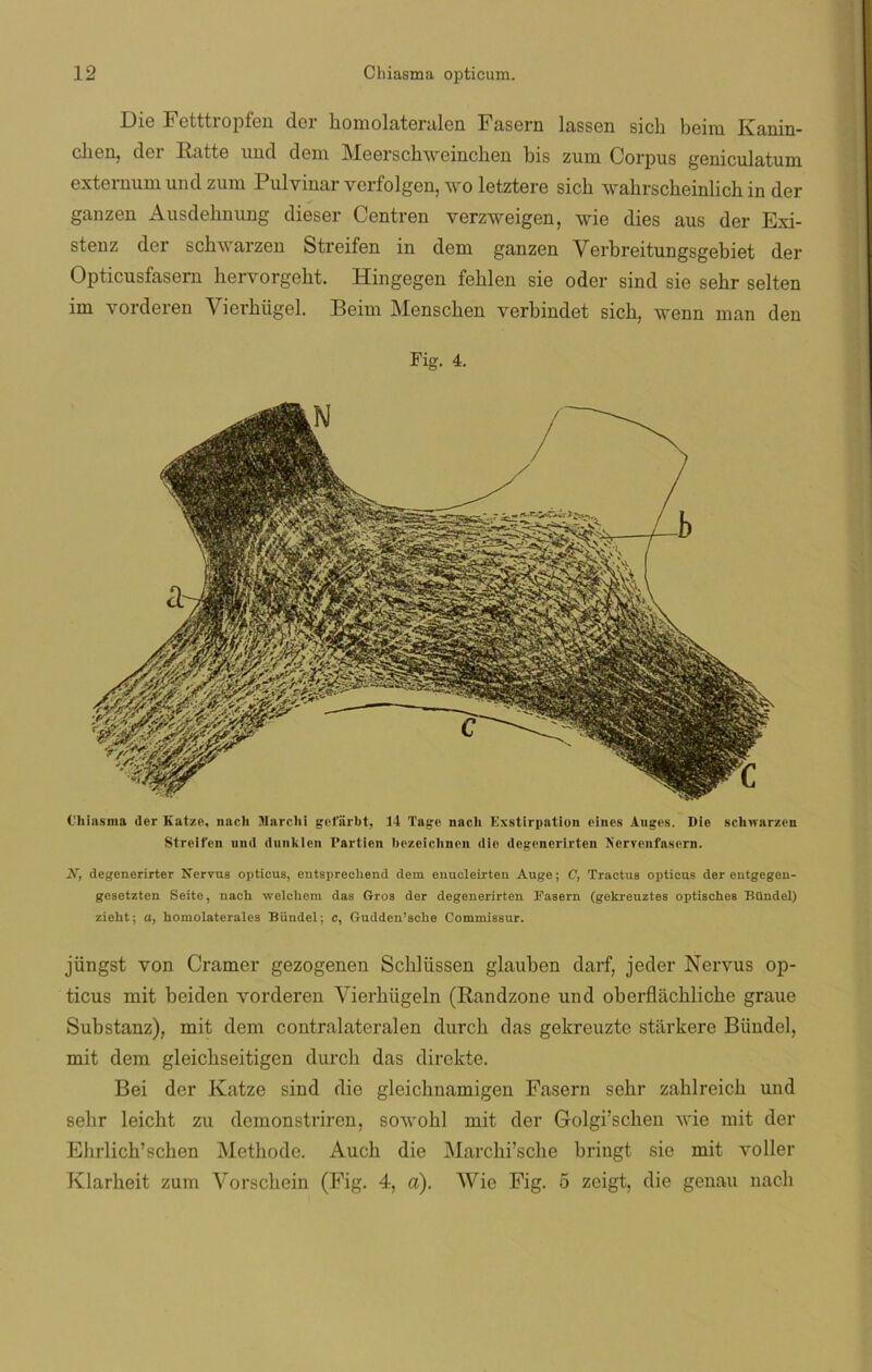 Die Fetttropfen der homolateralen Fasern lassen sicli beim Kanin- clien, der Ratte und dem Meerschweinchen bis zura Corpus geniculatum externum und zum Pulvinar verfolgen, wo letztere sich wahrscheinlich in der ganzen Ausdebnung dieser Centren verzweigen, wie dies aus der Exi- stenz der scbwarzen Streifen in dem ganzen Verbreitungsgebiet der Opticusfasern hervorgeht. Hingegen feblen sie oder sind sie sehr selten im vorderen Yierbügel. Beim Menschen verbindet sich, wenn man den Fig. 4. Chiasma der Katze, nach Marclii gofiirbt, 14 Tage nacli Kxstirpation cines Auges. Die schwarzen Streifen und dunklen Partien bczeiclincn die degenorirten Nervenfasern. N, degenerirter Nervus opticus, entsprecbend dom enucleirten Auge; C, Tractus opticus der entgegen- gesetzten Seite, nach welchem das Oros der degenerirten Fasern (gekreuztes optisches Bündel) zieht; a, homolaterales Biindel; c, Gudden’sche Commissur. jüngst von Cramer gezogenen Schliissen glauben darf, jeder Nervus op- ticus mit beiden vorderen Yierhügeln (Randzone und oberfliichliche graue Substanz), mit dem contralateralen durch das gekreuzte starkere Bündel, mit dem gleichseitigen durch das direkte. Bei der Katze sind die gleichnamigen Fasern sehr zahlreich und sehr leicht zu demonstriren, sowohl mit der Golgi’schen Avie mit der Ehrlich’schen Methode. Auch die Marchi’sche bringt sie mit voller Klarheit zum Vorschein (Fig. 4, a). Wie Fig. 5 zeigt, die genau nach