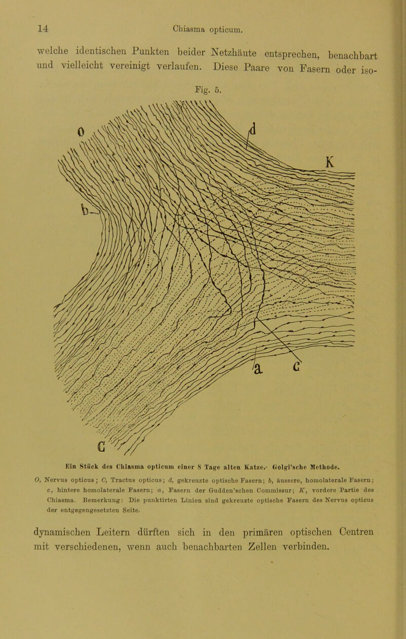 welclie identischeu Punkten beider Netzháute entsprechen, benachbart und vielleicht vereinigt verlaufen. Diese Paare von Fasern oder iso- Fig. 5. Ein Stiick des Chiasma opticum einer 8 Tage alten Katze.- Golgi’sclie Mothode. O, Nervus opticus; C, Tractus opticus; d, gekreuzte optische Fasern; b, iiussere, homolaterale Fasern; c, hintere homolaterale Fasern; a, Fasern der Gudden’schen Commissur; K, vordero Partie des Chiasma. Bemerkung: Die punktirten Linien sind gekreuzte optiBche Fasern des Nervus opticus der entgegengesetzten Seite. dynamischen Leitern dürften sicli in den primaren optiseben Centren mit verschiedenen, wenn auch benachbarten Zellen verbinden.