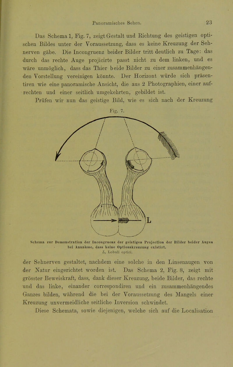 Das Sckema 1, Fig. 7, zeigt Gestalt und Ricbtung des geistigen opti- scben Bildes unter der Voraussetzung, dass es keine Kreuzung der Seb- nerven giibe. Die Incongruenz beidcr Bilder tritt deutlicb zu Tage: das durcb das recbte Auge projicirte passt nicbt zu dem linken, und es wáre unmoglicb, dass das Tbier beide Bilder zu einer zusammenbángen- den Vorstellung vereinigen konnte. Der Iiorizont würde sicb prásen- tiren irie eine panoramiscbo Ansicbt, die aus 2 Pbotograpbien, einer auf- recbten und einer seitlicb umgekebrten, gebildet ist. Príifen wir nun das geistige Bild, wie es sicb nacb der Kreuzung Schemn znr Demonstratiou <lcr Incongruenz der geistigen Projection der Bilder boider Angón Iiei Annahmc, dass keine Optionskreuzung existirt. L, Lobuli optiei. der Sebnerven gestaltet, nacbdem eine solebe in den Linsenaugen Yon der Natur eingericbtet worden ist. Das Scberna 2, Fig. 8, zeigt mit grósster Beweiskraft, dass, dank dieser Kreuzung, beide Bilder, das recbte und das linke, einander correspondiren und ein zusammenbángendes Ganzes bilden, wábrend die bei der Voraussetzung des Mangels einer Kreuzung unvermeidlicbe seitliche Inversión scbwindet. Diese Schemata, sowie diejenigen, ivelcbe sicb auf die Localisation