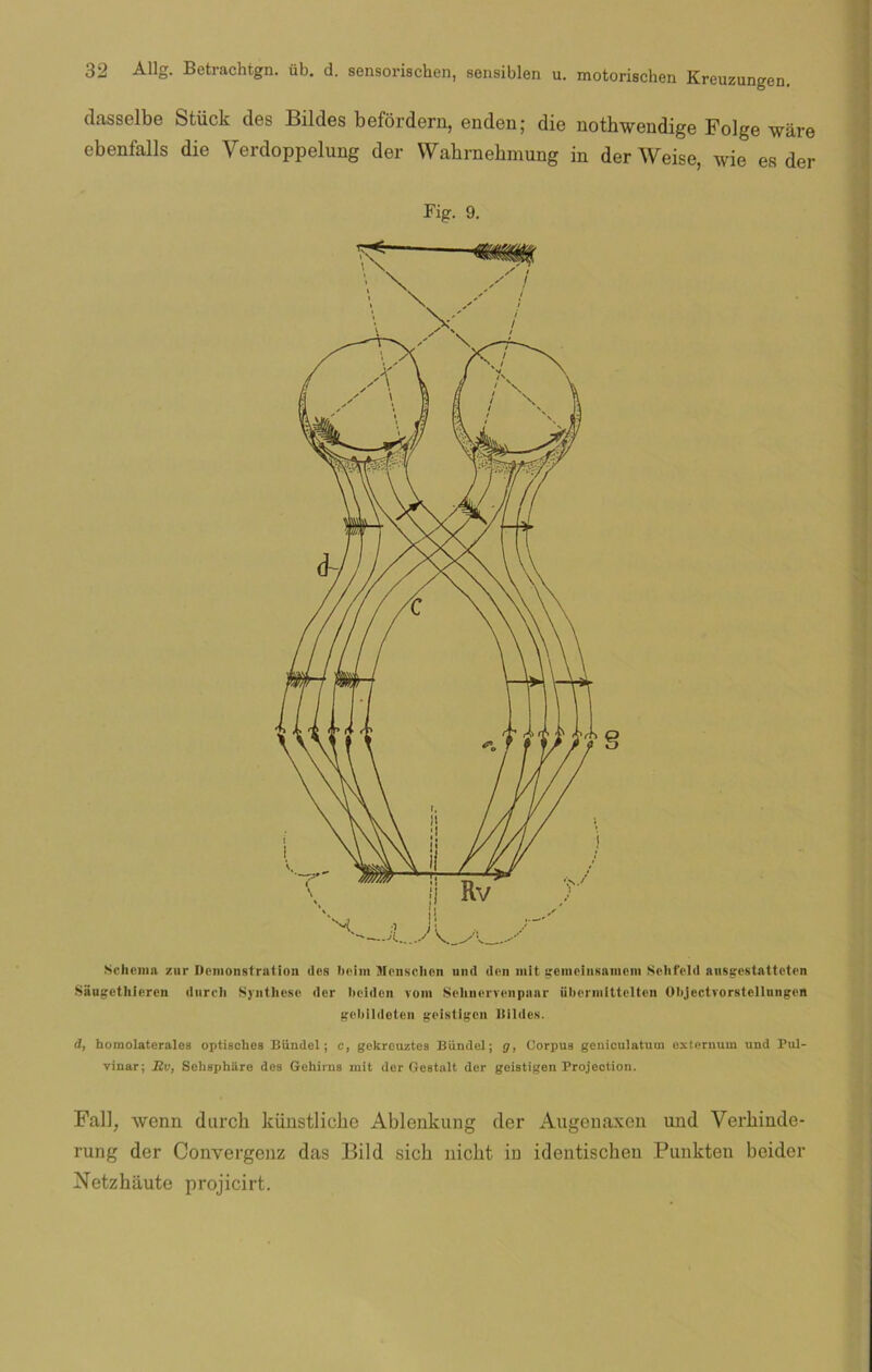 dasselbe Stück des Bildes befordern, enden; die nothwendige Folge wáre ebenfalls die Verdoppelung der Wahmehmung in der Weise, wie es der Fig. 9. Schema ¡sur Demonstration des beiin Monsclion und den mit gemcinsnmcm Sehfeld ausgostatteten Saugethiercn durcli Synthesc der beiden vom Selinervenpaar fibermittelten ObjectYorstcllungen gebildoten geistigen ltildes. d, homolaterales optisches Bündel; c, gekreuztes Biindel; g, Corpus geniculatum externum und Pul- vinar; Rv, Sebsphüre des Gehirns mit der Gestalt der geistigen Projection. Fall, wenn durch künstliche Ablenkung der Augenaxen und Verliinde- rung der Convergenz das Bild sich niebt in identischen Punkten beider Netzh ilute projicirt.