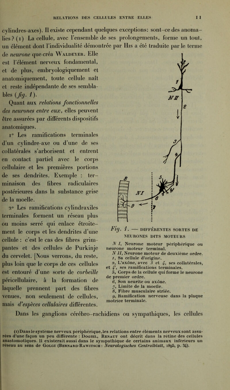 cylindres-axes). Il existe cependant quelques exceptions: sont-cedes anoma- lies? (i) La cellule, avec l’ensemble de ses prolongements, forme un tout, un élément dont l’individualité démontrée par His a été traduite par le terme de neurone que créa NValdeter. Elle est l’élément nerveux fondamental, et de plus, embryologiquement et anatomiquement, toute cellule naît et reste indépendante de ses sembla- blés (fig. 1). Quant aux relations fonctionnelles des neurones entre eux, elles peuvent être assurées par différents dispositifs anatomiques. i° Les ramifications terminales d’un cylindre-axe ou d’une de ses collatérales s’arborisent et entrent en contact partiel avec le corps cellulaire et les premières portions de ses dendrites. Exemple : ter- minaison des fibres radiculaires postérieures dans la substance grise de la moelle. 2° Les ramifications cylindraxiles terminales forment un réseau plus ou moins serré qui enlace étroite- ment le corps et les dendrites d’une cellule : c’est le cas des fibres grim- pantes et des cellules de Purkinje du cervelet. [Nous verrons, du reste, plus loin que le corps de ces cellules est entouré d’une sorte de corbeille péricellulaire, à la formation de laquelle prennent part des fibres venues, non seulement de cellules, mais d'espèces cellulaires différentes. Dans les ganglions cérébro-ra< Fig. 1. DIFFÉRENTES SORTES DE NEURONES DITS MOTEURS N 7, Neurone moteur périphérique ou neurone moteur terminal. NII, Neurone moteur de deuxième ordre. /, Sa cellule d’origine. 2, L’axône, avec 3 et 4, ses collatérales, et 4\ ses ramifications terminales. 5, Corps de la cellule qui forme le neurone de premier ordre. 6, Son neurite ou axone. y, Limite de la moelle. 8, Fibre musculaire striée. g, Ramification nerveuse dans la plaque motrice terminale. idiens ou sympathiques, les cellules (i) Dans le système nerveux périphérique, les relations entre éléments nerveux sont assu- rées d’une façon un peu différente : Dogiel, Renaut ont décrit dans la rétine des cellules anastomotiques. Il existerait aussi dans le sympathique de certains animaux inférieurs un I réseau au sens de Golgi (Bernard-Rawitsch : Neurologisches Centralblatt, 1895, p. 34).