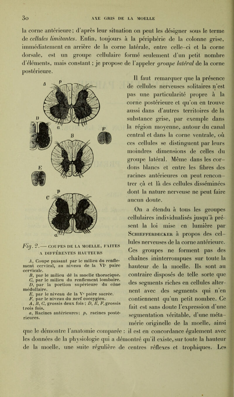 la corne antérieure ; d’après leur situation on peut les désigner sous le terme de cellules limitantes. Enfin, toujours à la périphérie de la colonne grise, immédiatement en arrière de la corne latérale, entre celle-ci et la corne dorsale, est un groupe cellulaire formé seulement d’un petit nombre d’éléments, mais constant ; je propose de l’appeler groupe latéral de la corne postérieure. Il faut remarquer que la présence de cellules nerveuses solitaires n’est pas une particularité propre à la corne postérieure et qu’on en trouve aussi dans d’autres territoires de la substance grise, par exemple dans la région moyenne, autour du canal central et dans la corne ventrale, où ces cellules se distinguent par leurs moindres dimensions de celles du groupe latéral. Même dans les cor- dons blancs et entre les fibres des racines antérieures on peut rencon- trer çà et là des cellules disséminées dont la nature nerveuse ne peut faire aucun doute. On a étendu à tous les groupes cellulaires individualisés jusqu’à pré- sent la loi mise en lumière par Schiefferdeceer à propos des cel- lules nerveuses de la corne antérieure. Ces groupes ne forment pas des chaînes ininterrompues sur toute la hauteur de la moelle. Ils sont au contraire disposés de telle sorte que des segments riches en cellules alter- nent avec des segments qui n’en contiennent qu’un petit nombre. Ce fait est sans doute l’expression d’une segmentation véritable, d’une méta- mérie originelle de la moelle, ainsi que le démontre l’anatomie comparée : il est en concordance également avec les données de la physiologie qui a démontré qu’il existe, sur toute la hauteur de la moelle, une suite régulière de centres réflexes et trophiques. Les Fig. 2.— coupes de la moelle, faites A DIFFÉRENTES HAUTEURS A, Coupe passant par le milieu du renfle- ment cervical, au niveau de la VIe paire cervicale. B, par le milieu dê la moelle thoracique. (7, par le milieu du renflement lombaire. D, par la portion supérieure du cône médullaire. E, par le niveau de la Ve paire sacrée. F, par le niveau du nerf coccygien. A, B, C, grossis deux fois ; D, E, F, grossis trois fois. a, Racines antérieures; p, racines posté- rieures.