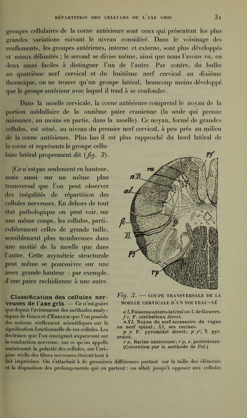 RÉPARTITION DES CELLULES DE i/AXE GRIS 3 groupes cellulaires de la corne antérieure sont ceux qui présentent les plus grandes variations suivant le niveau considéré. Dans le voisinage des renflements, les groupes antérieurs, interne et externe, sont plus développés et mieux délimités ; le second se divise même, ainsi que nous l’avons vu, en deux amas faciles à distinguer l’un de l’autre. Par contre, du bulbe au quatrième nerf cervical et du huitième nerf cervical au dixième thoracique, on ne trouve qu’un groupe latéral, beaucoup moins développé que le groupe antérieur avec lequel il tend à se confondre. Dans la moelle cervicale, la corne antérieure comprend le noyau de la portion médullaire de la onzième paire crânienne (la seule qui prenne naissance, au moins en partie, dans la moelle). Ce noyau, formé de grandes cellules, est situé, au niveau du premier nerf cervical, à peu près au milieu de la corne antérieure. Plus bas il est plus rapproché du bord latéral de la corne et représente le groupe cellu- laire latéral proprement dit (Jlg- 3). [Ce n’estpas seulement en hauteur, mais aussi sur un même plan transversal que l’on peut observer des inégalités de répartition des cellules nerveuses. En dehors de tout état pathologique on peut voir, sur une même coupe, les cellules, parti- culièrement celles de grande taille, sensiblement plus nombreuses dans une moitié de la moelle que dans l’autre. Cette asymétrie structurale peut même se poursuivre sur une assez grande hauteur : par exemple, d’une paire rachidienne à une autre. Classification des cellules ner- veuses de l’axe gris. — Ce n’est guère que depuis l’avènement des méthodes analy- tiques de GoLGiet d’EmiucH que l’on possède des notions réellement scientifiques sur la signification fonctionnelle de ces cellules. Les doctrines que l’on enseignai t auparavant sur la conduction nerveuse, sur ce qu’on appelle maintenant la polarité des cellules, sur l’ori- gine réelle des fibres nerveuses étaient tout à fait imprécises. On s’attachait à de grossières et la disposition des prolongements qui en pa Fi(J. 3. COUPE TRANSVERSALE DE LA MOELLE CERVICALE d’un NOUVEAU-NE a î, Faisceau antéro-latéral ou f. de Gowers. f c, F. cérébelleux direct. n XI, Noyau du nerf accessoire du vague ou nerf spinal ; XI, ses racines. p y. F. pyramidal direct; p y\ Y. pyr. croisé. r a. Racine antérieure; r p, r. postérieure* (Coloration par la méthode de Pal.) différences portant sur la taille des éléments rtent : on allait jusqu’à opposer aux cellules