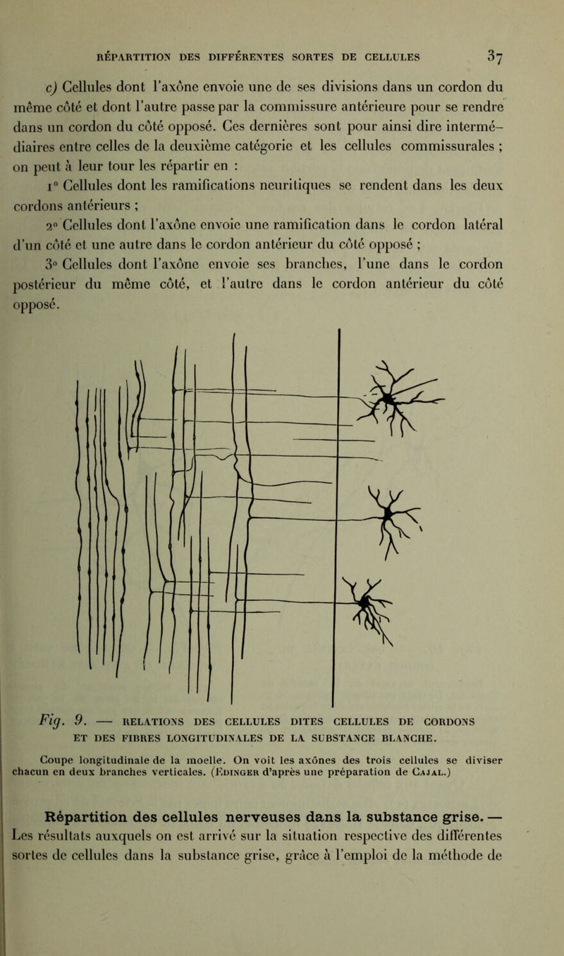 c) Cellules dont l’axone envoie une de ses divisions dans un cordon du même côté et dont l’autre passe par la commissure antérieure pour se rendre dans un cordon du côté opposé. Ces dernières sont pour ainsi dire intermé- diaires entre celles de la deuxième catégorie et les cellules commissurales ; on peut à leur tour les répartir en : i° Cellules dont les ramifications ncuritiques se rendent dans les deux cordons antérieurs ; 2° Cellules dont l’axone envoie une ramification dans le cordon latéral d’un côté et une autre dans le cordon antérieur du côté opposé ; 3° Cellules dont l’axone envoie ses branches, l’une dans le cordon postérieur du même côté, et l’autre dans le cordon antérieur du côté opposé. Fig. 9. RELATIONS DES CELLULES DITES CELLULES DE CORDONS ET DES FIBRES LONGITUDINALES DE LA SUBSTANCE BLANCHE. Coupe longitudinale de la moelle. On voit les axones des trois cellules se diviser chacun en deux branches verticales. (Edinger d’après une préparation de Cajal.) Répartition des cellules nerveuses dans la substance grise. — Les résultats auxquels on est arrivé sur la situation respective des différentes sortes de cellules dans la substance grise, grâce à l’emploi de la méthode de