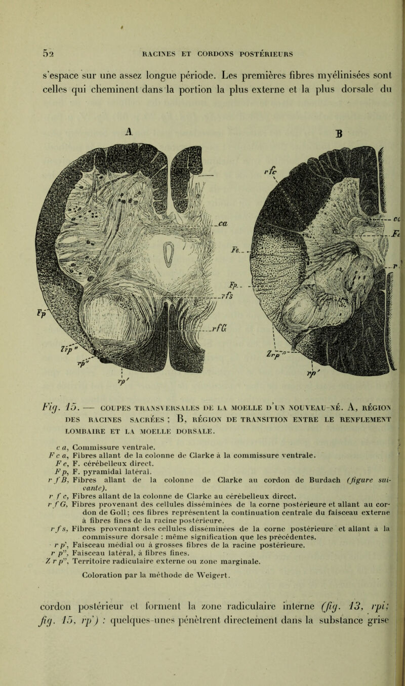 s’espace sur une assez longue période. Les premières fibres myélinisées sont celles qui cheminent dans la portion la plus externe et la plus dorsale du A B Fig. 15. — coupes transversales de la moelle d’un nouveau-né. A, région DES RACINES SACRÉES ; B, RÉGION DE TRANSITION ENTRE LE RENFLEMENT LOMBAIRE ET LA MOELLE DORSALE. I; c a, Commissure ventrale. Fc a, Fibres allant de la colonne de Clarke à la commissure ventrale. F e, F. cérébelleux direct. Fp, F. pyramidal latéral. r J B. Fibres allant de la colonne de Clarke au cordon de Burdach (Jigure sui- > vante). r f c, Fibres allant de la colonne de Clarke au cérébelleux direct. r f G, Fibres provenant des cellules disséminées de la corne postérieure et allant au cor- don de Goll; ces fibres représentent la continuation centrale du faisceau externe à fibres fines de la racine postérieure. r fs. Fibres provenant des cellules disséminées de la corne postérieure et allant à la commissure dorsale : même signification que les précédentes. r p\ Faisceau médial ou à grosses fibres de la racine postérieure. r p”, Faisceau latéral, à fibres fines. Z r p”, Territoire radiculaire externe ou zone marginale. Coloration par la méthode de Weigert. cordon postérieur et forment la zone radiculaire interne (fig. 13, rpi;