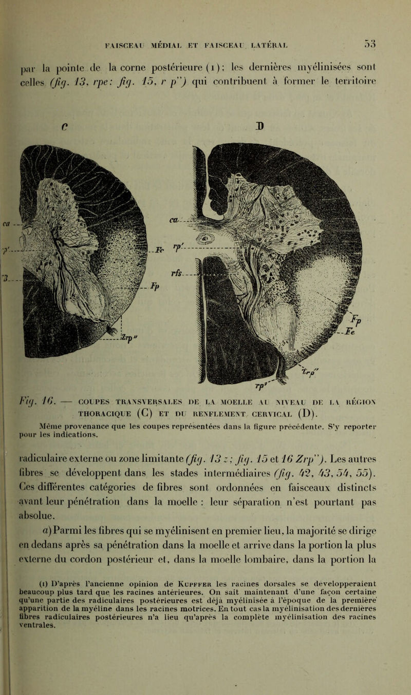 par la pointe de la corne postérieure (i) ; les dernières myélinisées sont celles (fiy. 13, rpe: fiy. 15, r p”) qui contribuent à former le territoire C d) Fiy. 16. — coupes transversales de la moelle au niveau de ia région THORACIQUE (C) ET DU RENFLEMENT, CERVICAL (D). Même provenance que les coupes représentées dans la ligure précédente. S’y reporter pour les indications. radiculaire externe ou zone limitante (fiy. 13 z ; fiy. 15 et 16 Zip”). Les autres libres se développent dans les stades intermédiaires (fiy. 42, 43, o4, 55). Ces différentes catégories de fibres sont ordonnées en faisceaux distincts avant leur pénétration dans la moelle : leur séparation n’est pourtant pas absolue. a)Parmi les fibres qui se myélinisent en premier lieu, la majorité se dirige en dedans après sa pénétration dans la moelle et arrive dans la portion la plus externe du cordon postérieur et, dans la moelle lombaire, dans la portion la (i) D’après l’ancienne opinion de Kupffer les racines dorsales se développeraient beaucoup plus tard que les racines antérieures. On sait maintenant d'une façon certaine qu’une partie des radiculaires postérieures est déjà myélinisée à l’époque de la première apparition de la myéline dans les racines motrices. En tout cas la myélinisation des dernières libres radiculaires postérieures n’a lieu qu’après la complète myélinisation des racines ventrales.