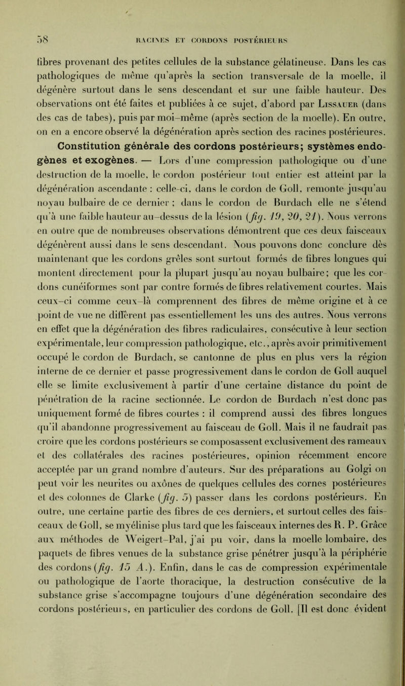 fibres provenant des petites cellules de la substance gélatineuse. Dans les cas pathologiques de même qu’après la section transversale de la moelle, il dégénère surtout dans le sens descendant et sur une faible hauteur. Des observations ont été faites et publiées à ce sujet, d’abord par Lissauer (dans des cas de tabes), puis par moi-même (après section de la moelle). En outre, on en a encore observé la dégénération après section des racines postérieures. Constitution générale des cordons postérieurs; systèmes endo gènes et exogènes. — Lors d’une compression pathologique ou d’une destruction de la moelle, le cordon postérieur tout entier est atteint par la dégénération ascendante : celle-ci, dans le cordon de Goll, remonte jusqu’au noyau bulbaire de ce dernier ; dans le cordon de Burdach elle ne s’étend qu’à une faible hauteur au-dessus delà lésion (Jig- 10, 20, 21). Nous verrons en outre que de nombreuses observations démontrent que ces deux faisceaux dégénèrent aussi dans le sens descendant. Nous pouvons donc conclure dès maintenant que les cordons grêles sont surtout formés de fibres longues qui montent directement pour la plupart jusqu’au noyau bulbaire ; que les cor dons cunéiformes sont par contre formés de fibres relativement courtes. Mais ceux-ci comme ceux-là comprennent des fibres de même origine et à ce point de vue ne diffèrent pas essentiellement les uns des autres. Nous verrons en effet que la dégénération des fibres radiculaires, consécutive à leur section expérimentale, leur compression pathologique, etc., après avoir primitivement occupé le cordon de Burdach, se cantonne de plus en plus vers la région interne de ce dernier et passe progressivement dans le cordon de Goll auquel elle se limite exclusivement à partir d’une certaine distance du point de pénétration de la racine sectionnée. Le cordon de Burdach n’est donc pas uniquement formé de fibres courtes : il comprend aussi des fibres longues qu’il abandonne progressivement au faisceau de Goll. Mais il ne faudrait pas croire que les cordons postérieurs se composassent exclusivement des rameaux et des collatérales des racines postérieures, opinion récemment encore acceptée par un grand nombre d’auteurs. Sur des préparations au Golgi on peut voir les neurites ou axones de quelques cellules des cornes postérieures et des colonnes de Clarke (Jig. 5) passer dans les cordons postérieurs. En outre, une certaine partie des fibres de ces derniers, et surtout celles des fais- ceaux de Goll, se myélinise plus tard que les faisceaux internes des R. P. Grâce aux méthodes de Weigert-Pal, j’ai pu voir, dans la moelle lombaire, des paquets de fibres venues de la substance grise pénétrer jusqu’à la périphérie des cordons (fig. 15 A.). Enfin, dans le cas de compression expérimentale ou pathologique de l’aorte thoracique, la destruction consécutive de la substance grise s’accompagne toujours d’une dégénération secondaire des cordons postérieurs, en particulier des cordons de Goll. [Il est donc évident