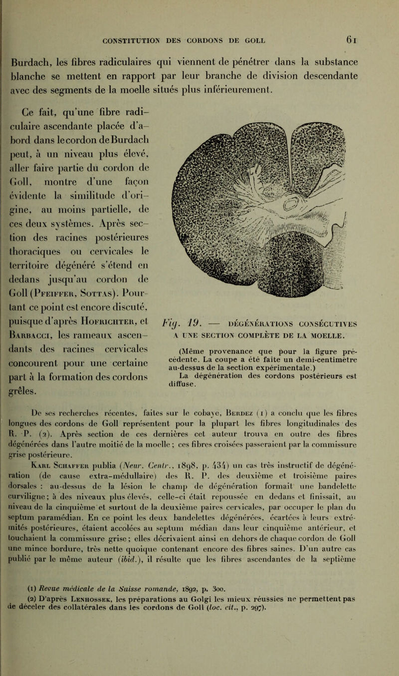 Burdach, les fibres radiculaires qui viennent de pénétrer dans la substance blanche se mettent en rapport par leur branche de division descendante avec des segments de la moelle situés plus inférieurement. Ce fait, qu’une fibre radi- culaire ascendante placée d’a- bord dans le cordon de Burdach peut, à un niveau plus élevé, aller faire partie du cordon de Goll, montre d’une façon évidente la similitude d’ori- gine, au moins partielle, de ces deux systèmes. Après sec- tion des racines postérieures thoraciques ou cervicales le territoire dégénéré s’étend en dedans jusqu’au cordon de Goll (Pfeiffer, Sottas). Pour- tant ce point est encore discuté, puisque d’après Hofriciiter, et Barbacci, les rameaux ascen- dants des racines cervicales concourent pour une certaine part à la formation des cordons grêles. Fit). 19. DÉGÉNÉRATIONS CONSÉCUTIVES A UNE SECTION COMPLETE DE LA MOELLE. (Même provenance que pour la ligure pré- cédente. La coupe a été faite un demi-centimètre au-dessus de la section expérimentale.) La dégénération des cordons postérieurs est diffuse. De ses recherches récentes, faites sur le cobaye, Berdez (i) a conclu que les fibres longues des cordons de Goll représentent pour la plupart les fibres longitudinales des R. P. (2). Après section de ces dernières cet auteur trouva en outre des fibres dégénérées dans l’autre moitié de la moelle ; ces fibres croisées passeraient par la commissure grise postérieure. Karl Schaffer publia (Neur. Centr., 1898, p. 434) un cas très instructif de dégéné- 1 ration (de cause extra-médullaire) des R. P. des deuxième et troisième paires dorsales : au-dessus de la lésion le champ de dégénération formait une bandelette curviligne ; à des niveaux plus élevés, celle-ci était repoussée en dedans et finissait, au niveau de la cinquième et surtout de la deuxième paires cervicales, par occuper le plan du septum paramédian. En ce point les deux bandelettes dégénérées, écartées à leurs extré- mités postérieures, étaient accolées au septum médian dans leur cinquième antérieur, cl touchaient la commissure grise; elles décrivaient ainsi en dehors de chaque cordon de Goll une mince bordure, très nette quoique contenant encore des fibres saines. D’un autre cas publié par le meme auteur (ibid.), il résulte que les fibres ascendantes de la septième (1) Revue médicale de la Suisse romande, 1892, p. 3oo. (2) D’après Lenhossek, les préparations au Golgi les mieux réussies ne permettent pas de déceler des collatérales dans les cordons de Goll (loc. cit., p. 297).