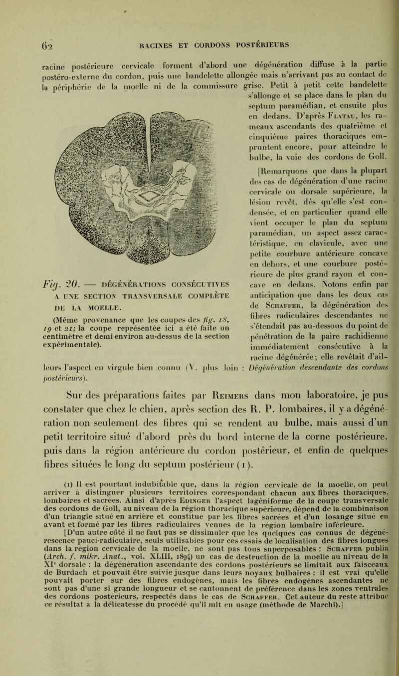 racine postérieure cervicale forment d’abord une dégénération diffuse à la partie postéro-externe du cordon, puis une bandelette allongée mais n’arrivant pas au contact de la périphérie de la moelle ni de la commissure grise. Petit à petit cette bandelette s’allonge et se place dans le plan du septum paramédian, et ensuite plus en dedans. D’après Flatau, les ra- meaux ascendants des quatrième et cinquième paires thoraciques em- pruntent encore, pour atteindre le bulbe, la voie des cordons de Goll. [Remarquons que dans la plupart des cas de dégénération d’une racine cervicale ou dorsale supérieure, la lésion revêt, dès qu’elle s’est con- densée, et en particulier quand elle vient occuper le plan du septum paramédian, un aspect assez carac- téristique, en clavicule, avec une petite courbure antérieure concave en dehors, et une courbure posté- rieure de plus grand rayon et con- cave en dedans. Notons enfin par anticipation que dans les deux cas de Schaffer, la dégénération des fibres radiculaires descendantes ne s’étendait pas au-dessous du point de pénétration de la paire rachidienne immédiatement consécutive à la racine dégénérée; elle revêtait d’ail— Dégénération descendante des cordons Fi(J. 20. DÉGÉNÉRATIONS CONSÉCUTIVES A UNE SECTION TRANSVERSALE COMPLÈTE DE LA MOELLE. (Même provenance que les coupes des fig. iS, 19 et 21; la coupe représentée ici a été laite un centimètre et demi environ au-dessus de la section expérimentale). leurs l’aspect en virgule bien connu (\ . plus loin postérieurs). Sur des préparations faites par Reimers dans mon laboratoire, je pus constater que chez le chien, après section des R. P. lombaires, il y adégéné ration non seulement des libres qui se rendent au bulbe, mais aussi d’un petit territoire situé d’abord près du bord interne de la corne postérieure, puis dans la région antérieure du cordon postérieur, et enfin de quelques fibres situées le long du septum postérieur (1). (1) Il est pourtant indubitable que, dans la région cervicale de la moelle, on peut arriver à distinguer plusieurs territoires correspondant chacun aux fibres thoraciques, lombaires et sacrées. Ainsi d’après Edinger l'aspect lagéniforme de la coupe transversale des cordons de Goll, au niveau de la région thoracique supérieure, dépend de la combinaison d’un triangle situé en arrière et constitué par les libres sacrées et d’un losange situé en avant et formé par les fibres radiculaires venues de la région lombaire inférieure. [D’un autre côté il ne faut pas se dissimuler que les quelques cas connus de dégéné- rescence pauci-radiculaire, seuls utilisables pour ces essais de localisation des fibres longues dans la région cervicale de la moelle, ne sont pas tous superposables : Schaffer publia (Arch. f. mikr. Anat., vol. XLIII, 1894) un cas de destruction de la moelle au niveau delà XIe dorsale : la dégénération ascendante des cordons postérieurs se limitait aux faisceaux de Burdach et pouvait être suivie jusque dans leurs noyaux bulbaires : il est vrai qu’elle pouvait porter sur des fibres endogènes, mais les fibres endogènes ascendantes ne sont pas d’une si grande longueur et se cantonnent de préférence dans les zones ventrales des cordons postérieurs, respectés dans le cas de Schaffer. Cet auteur du reste attribue ce résultat à la délicatesse du procédé qu’il mit en usage (méthode de Marchi).]
